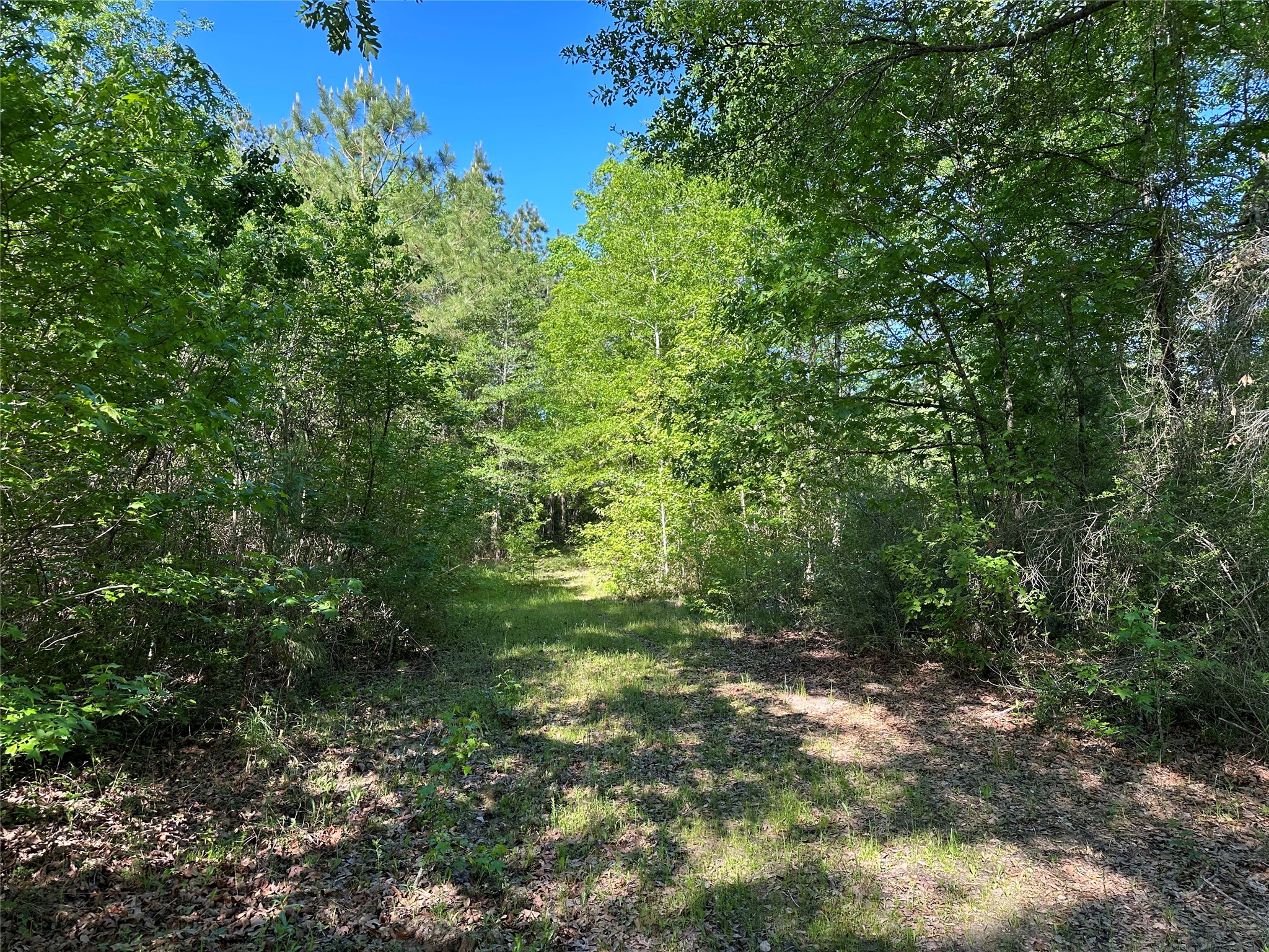 0 Hardy Bottom Road Property Photo 3