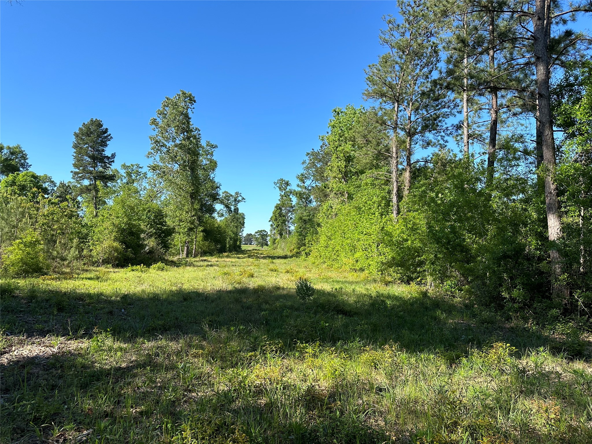 0 Hardy Bottom Road Property Photo 10
