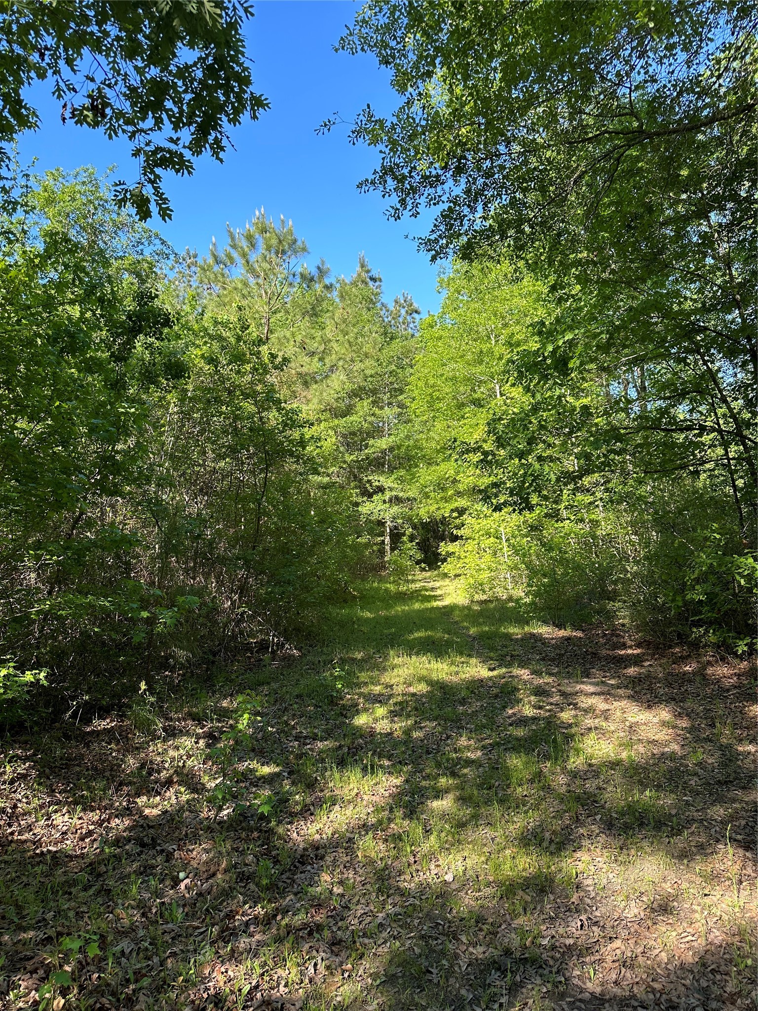 0 Hardy Bottom Road Property Photo 15