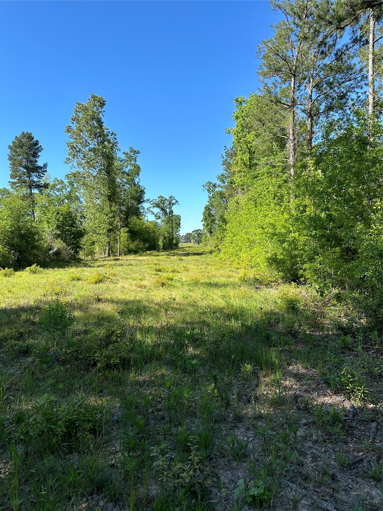 0 Hardy Bottom Road Property Photo 16