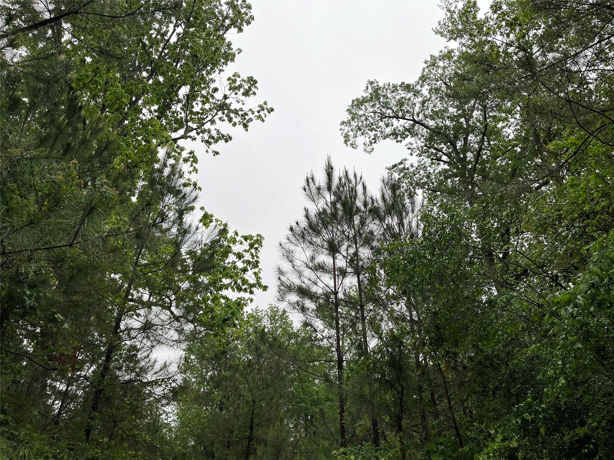 15821 Ridge Rock Road Property Photo 7