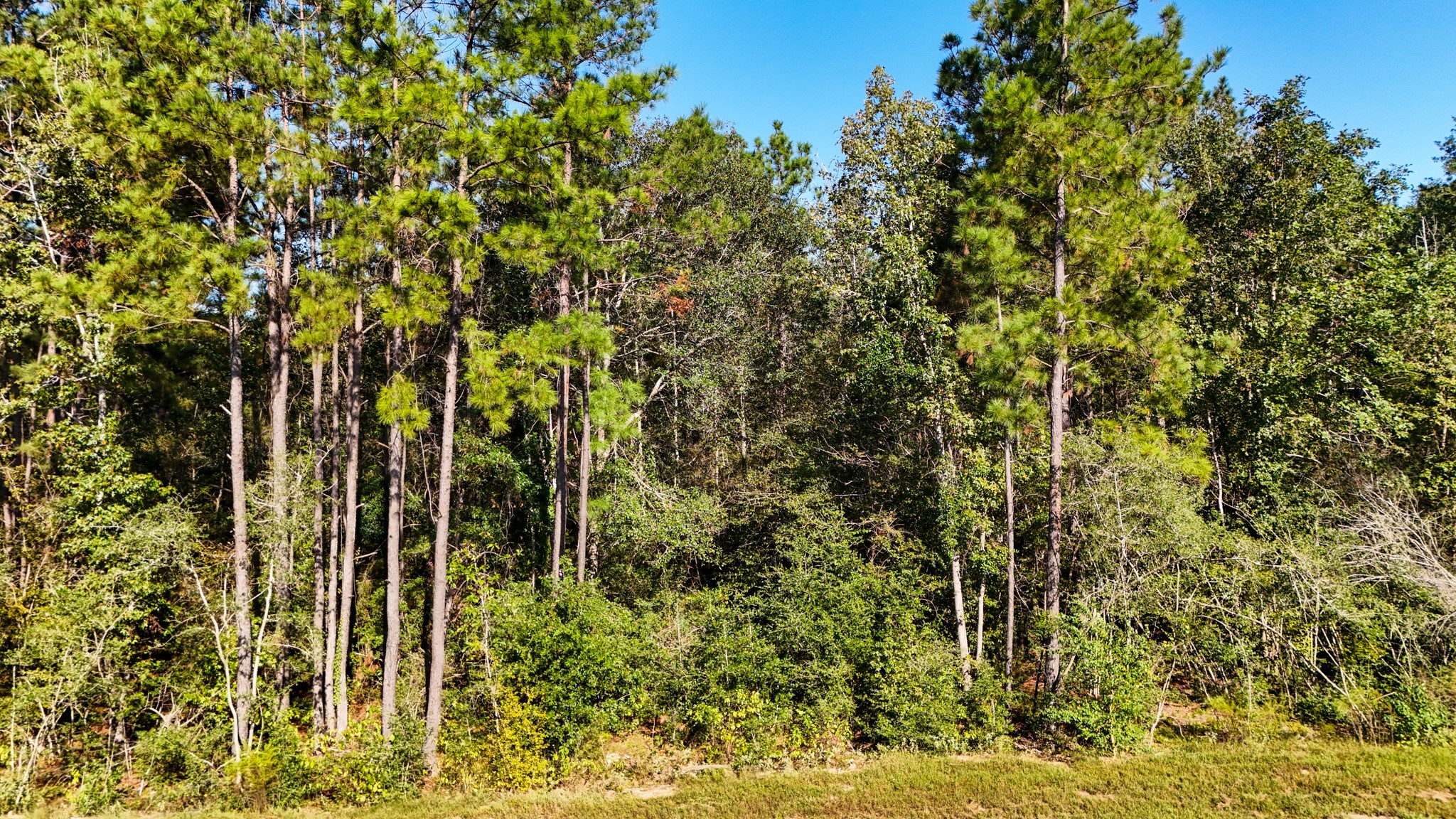 15821 Ridge Rock Road Property Photo 12