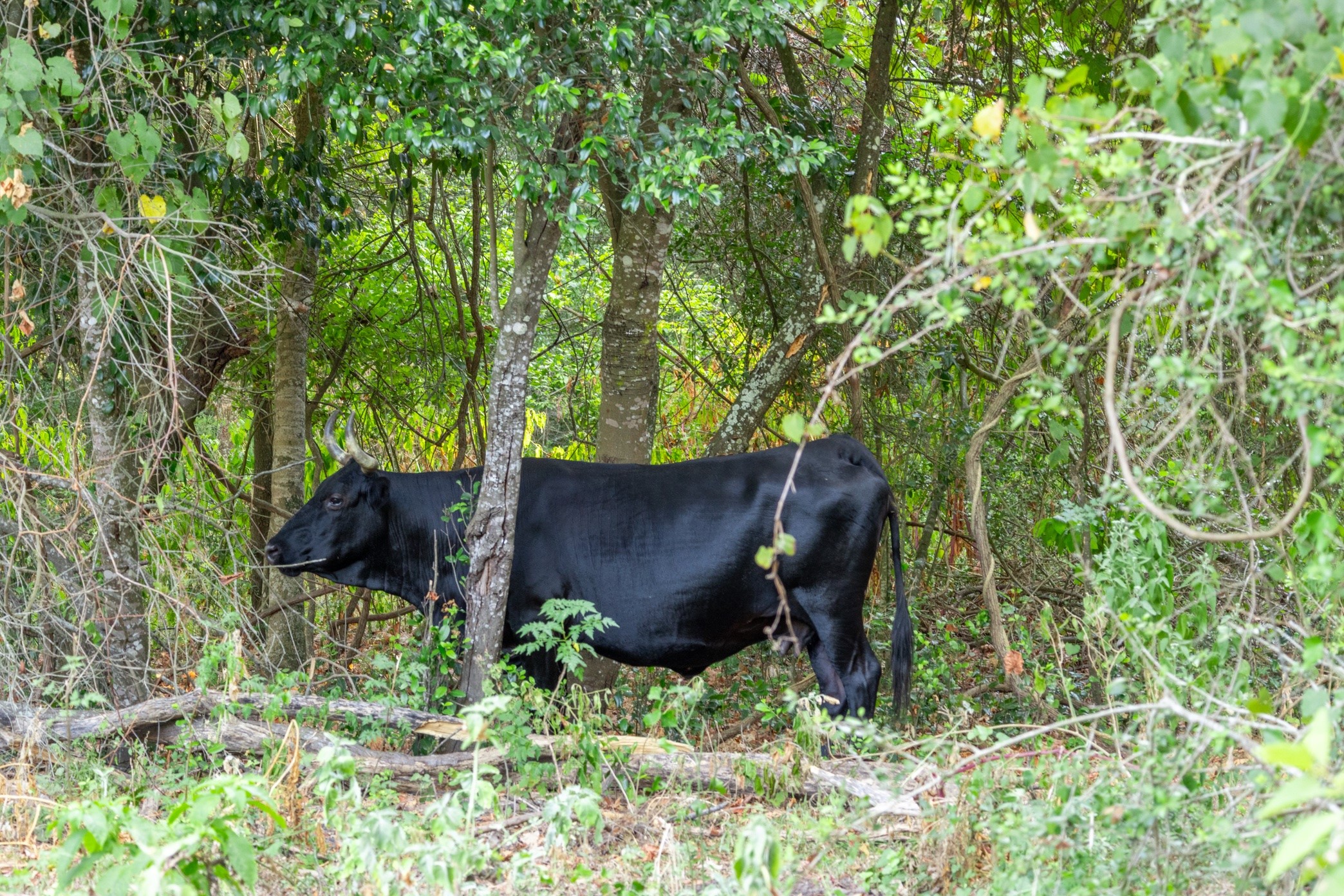 12515 Whitman Road Property Photo 13
