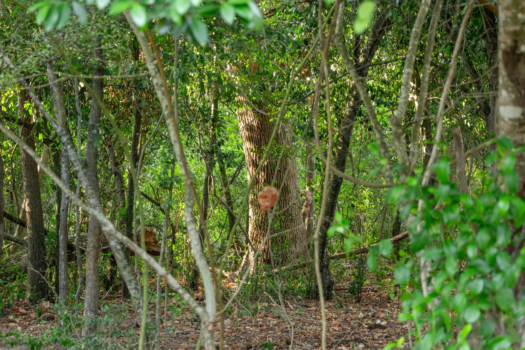 12515 Whitman Road Property Photo 14