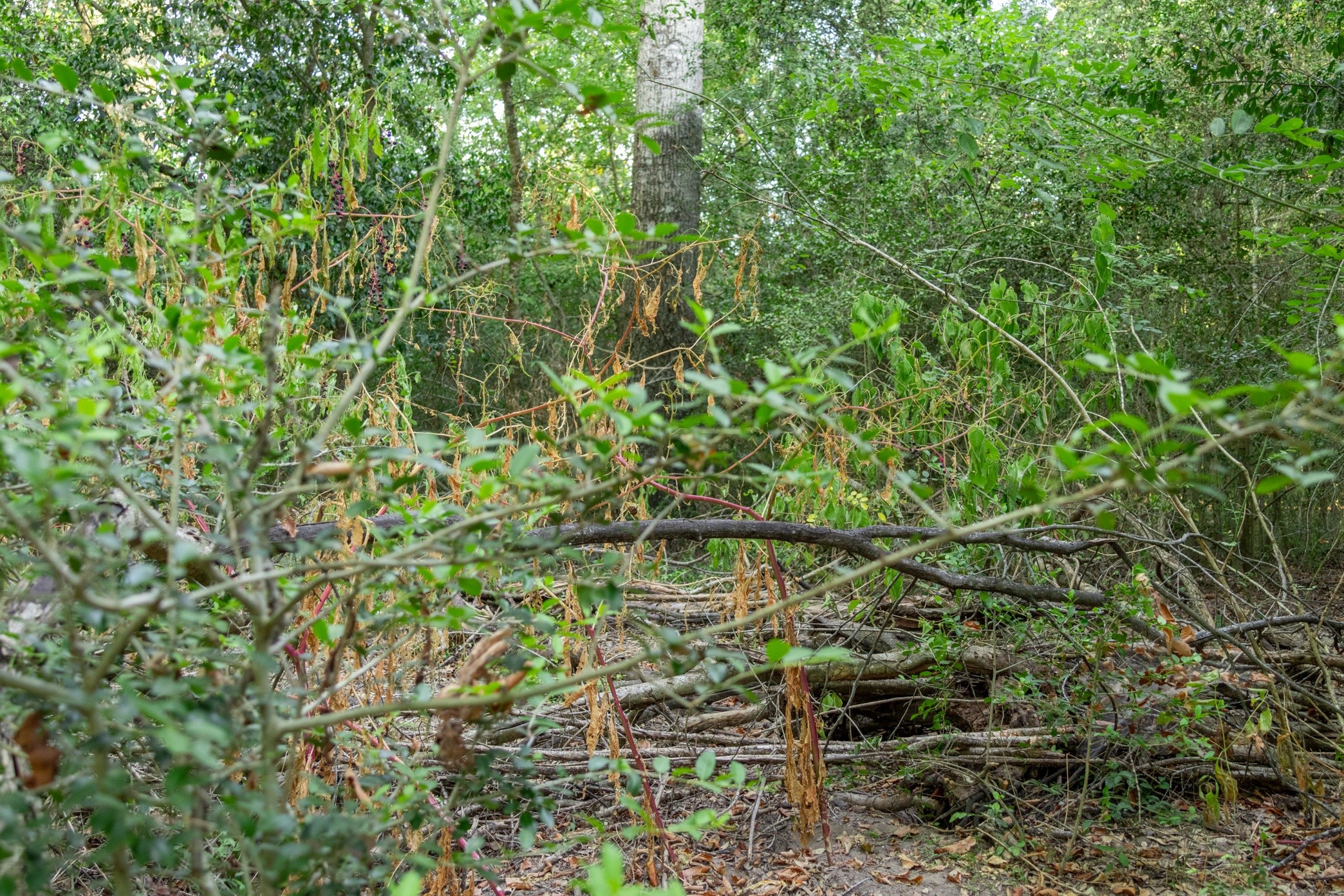 12515 Whitman Road Property Photo 16