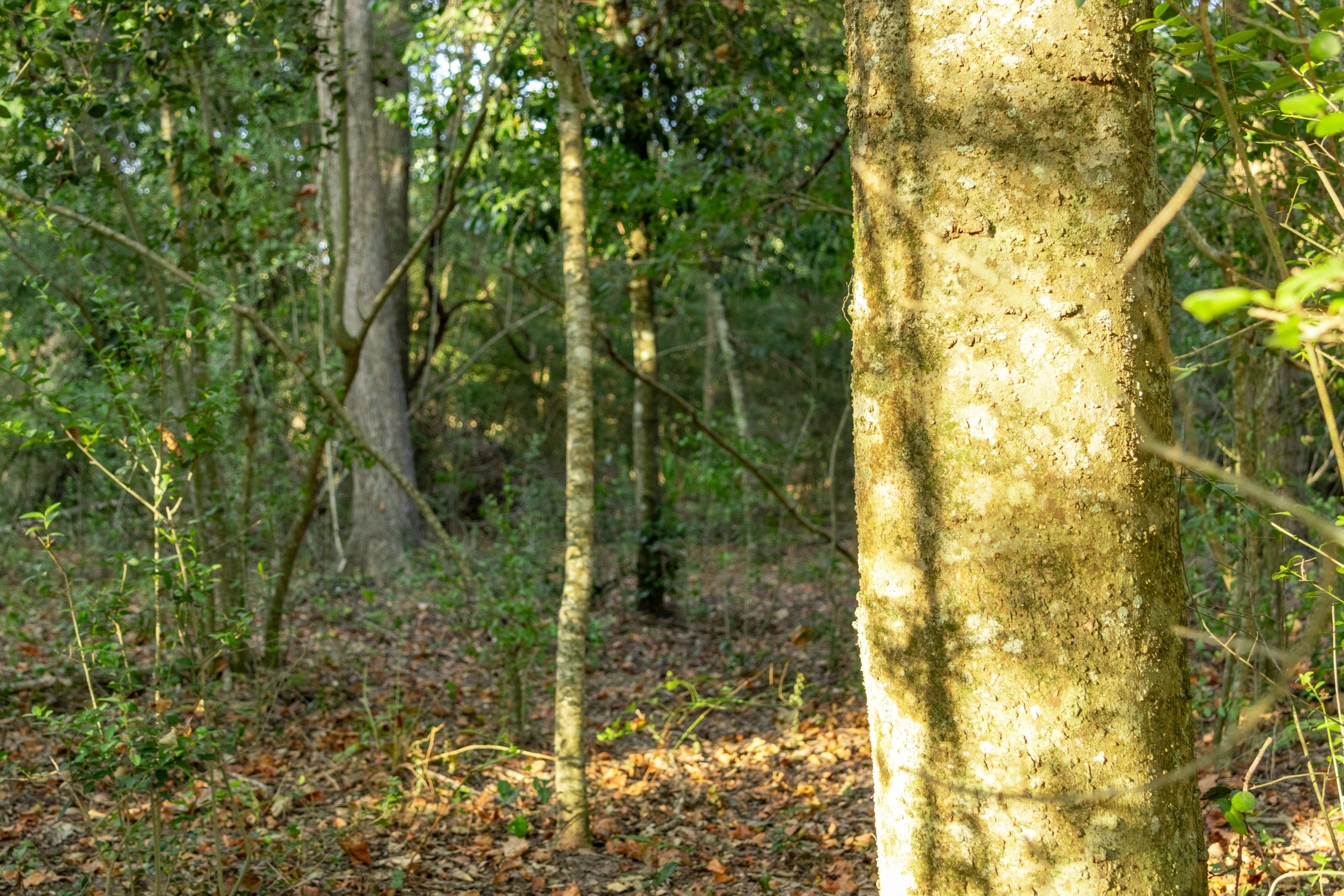 12515 Whitman Road Property Photo 18