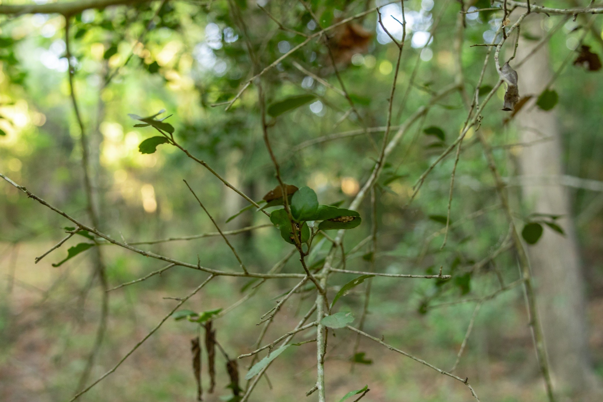 12515 Whitman Road Property Photo 19