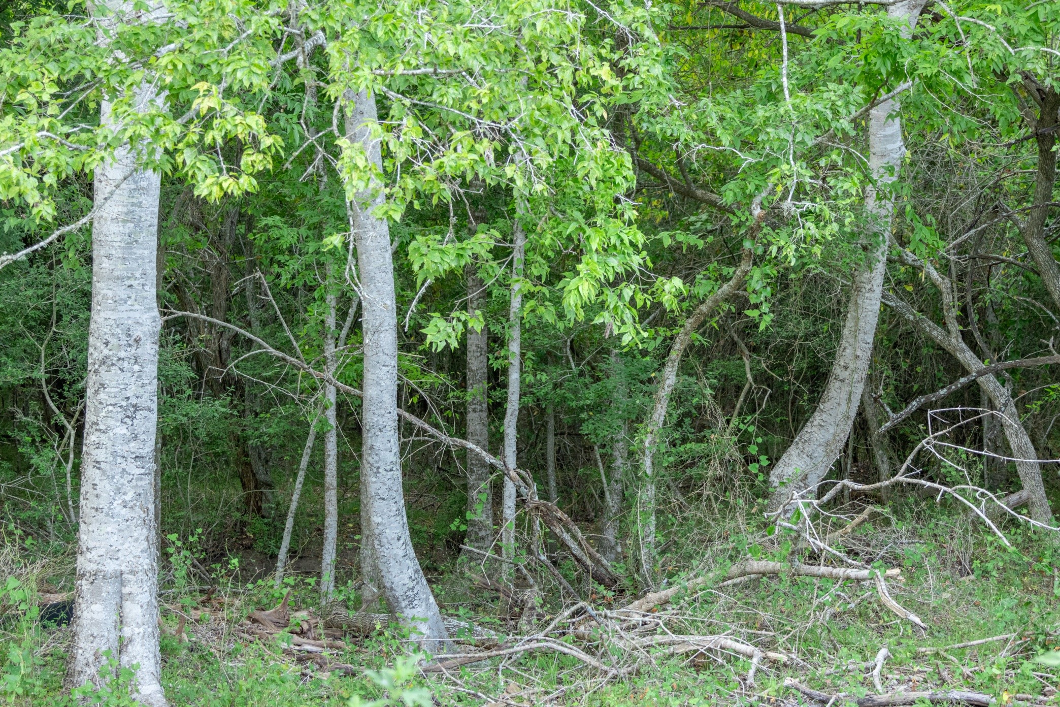 12515 Whitman Road Property Photo 21