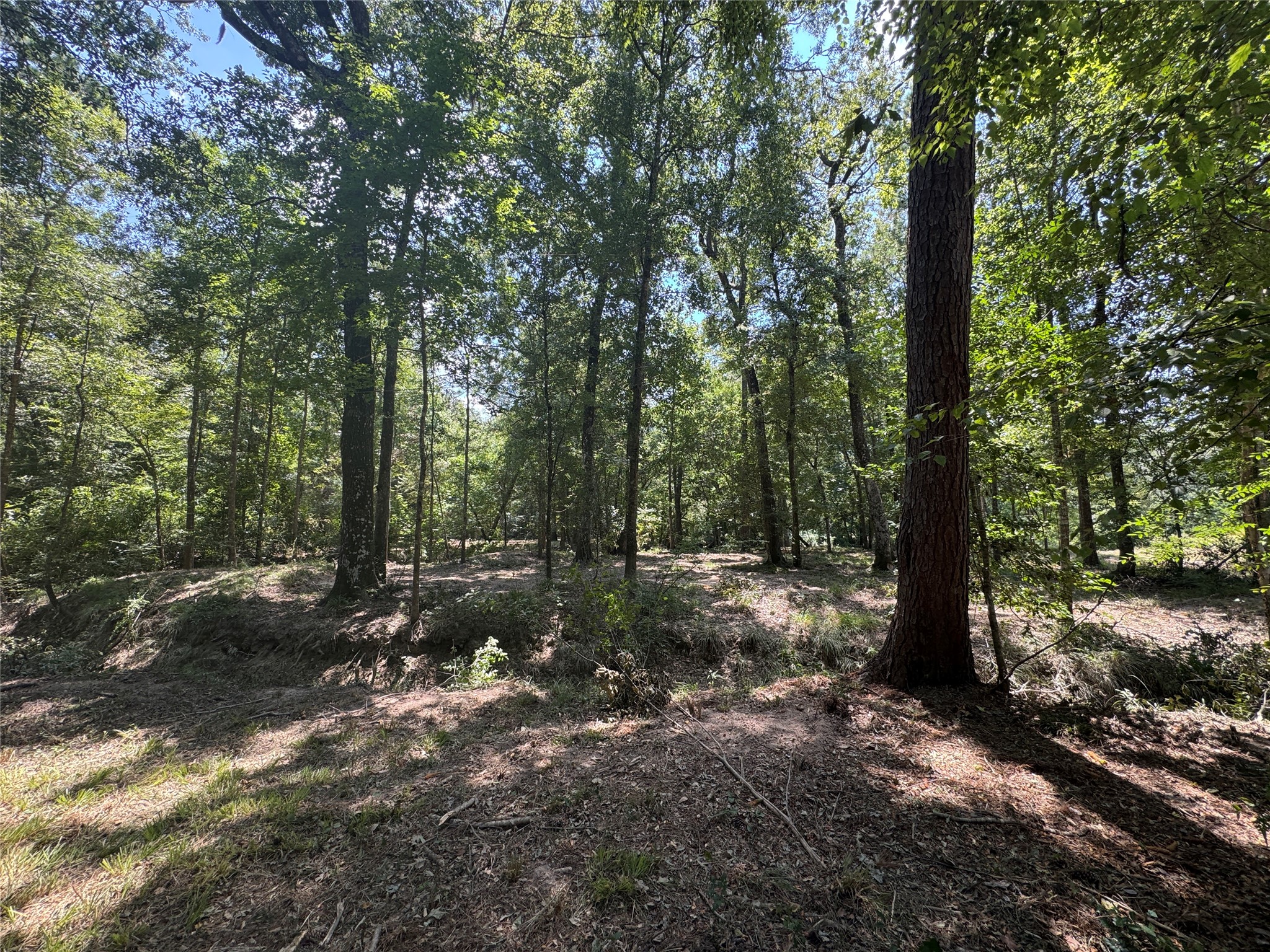 Tbd Cr 3141 W Road Property Photo 6