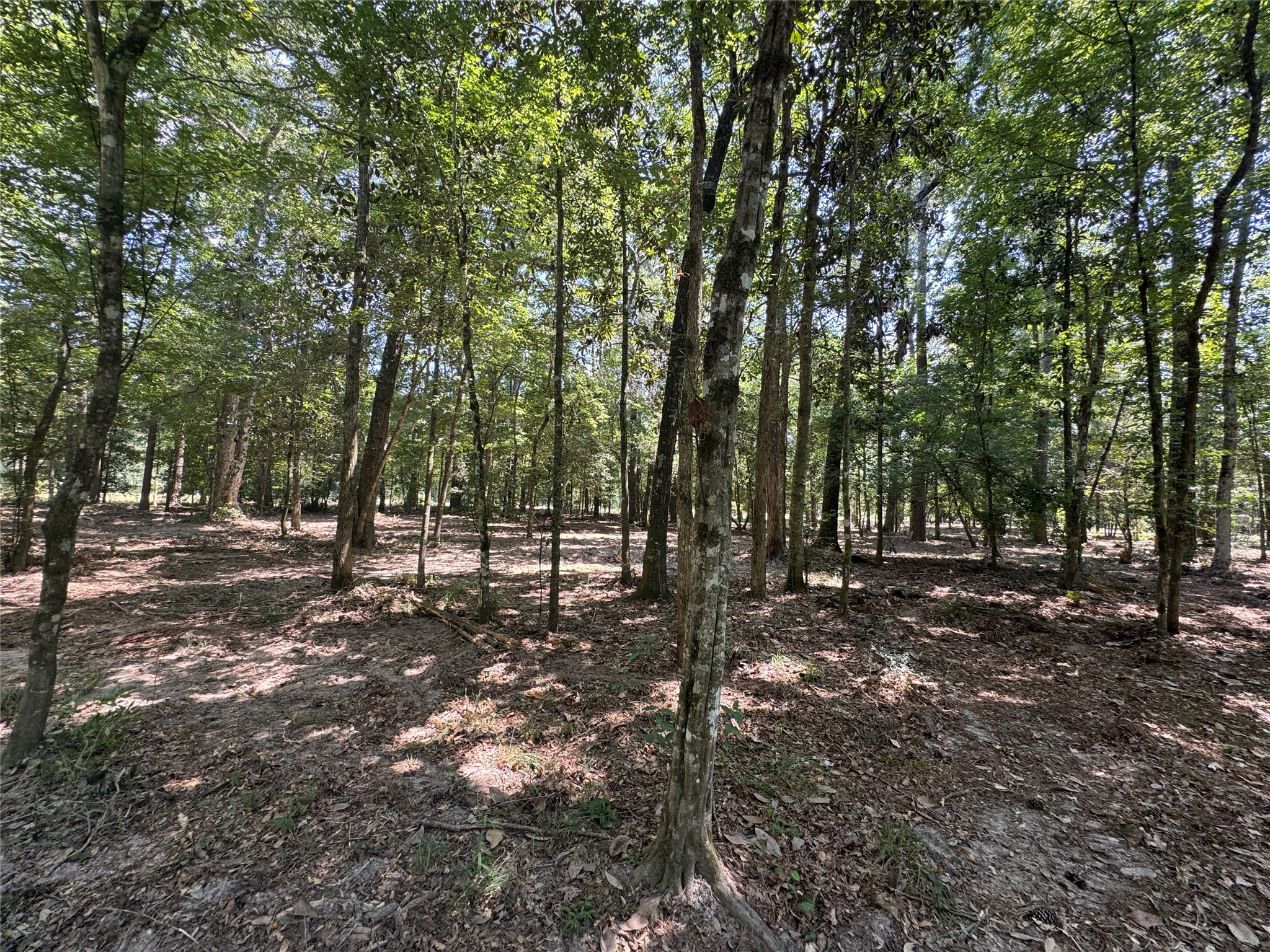 Tbd Cr 3141 W Road Property Photo 13