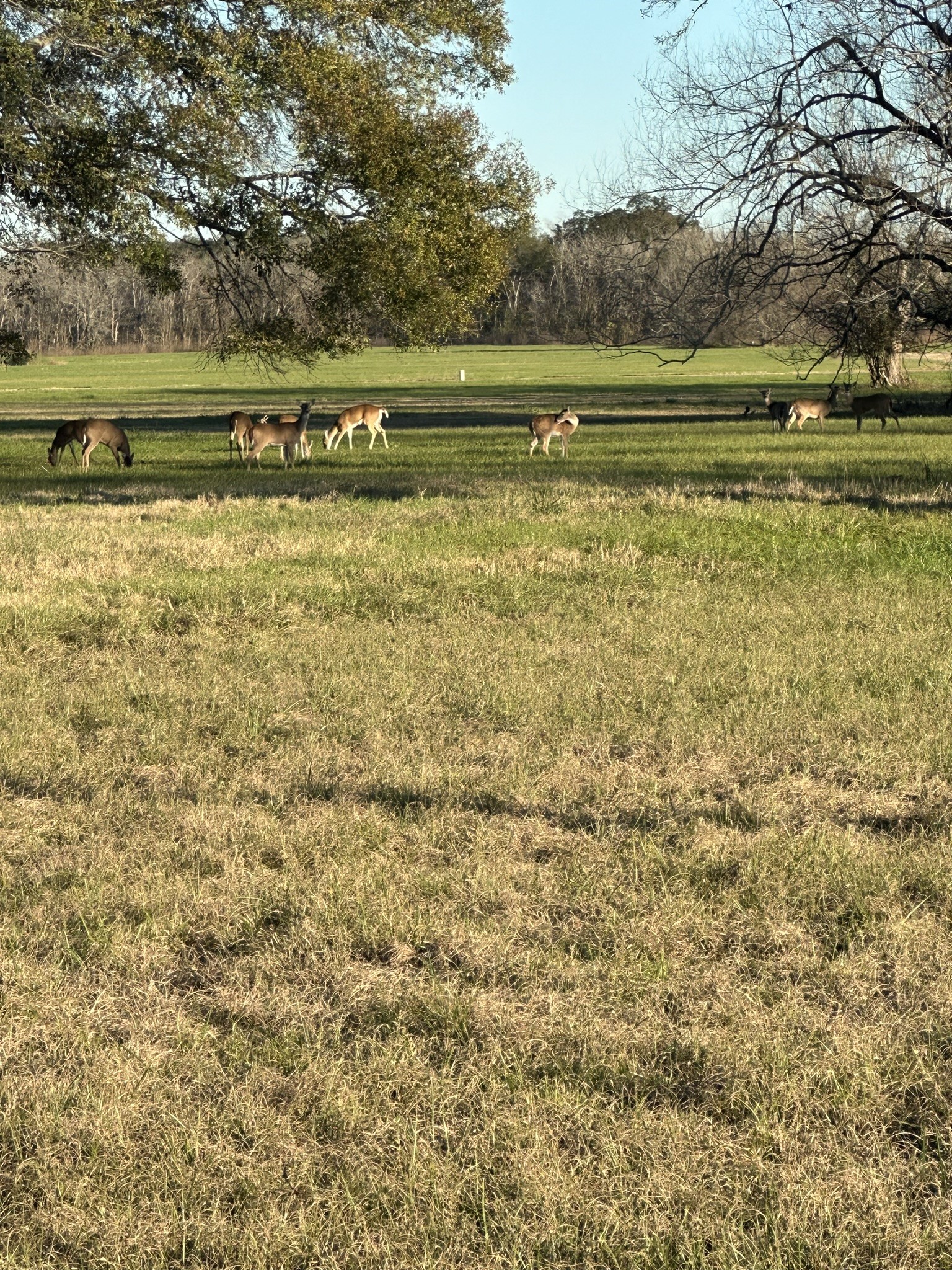 331 Green Pasture Court Property Photo 6