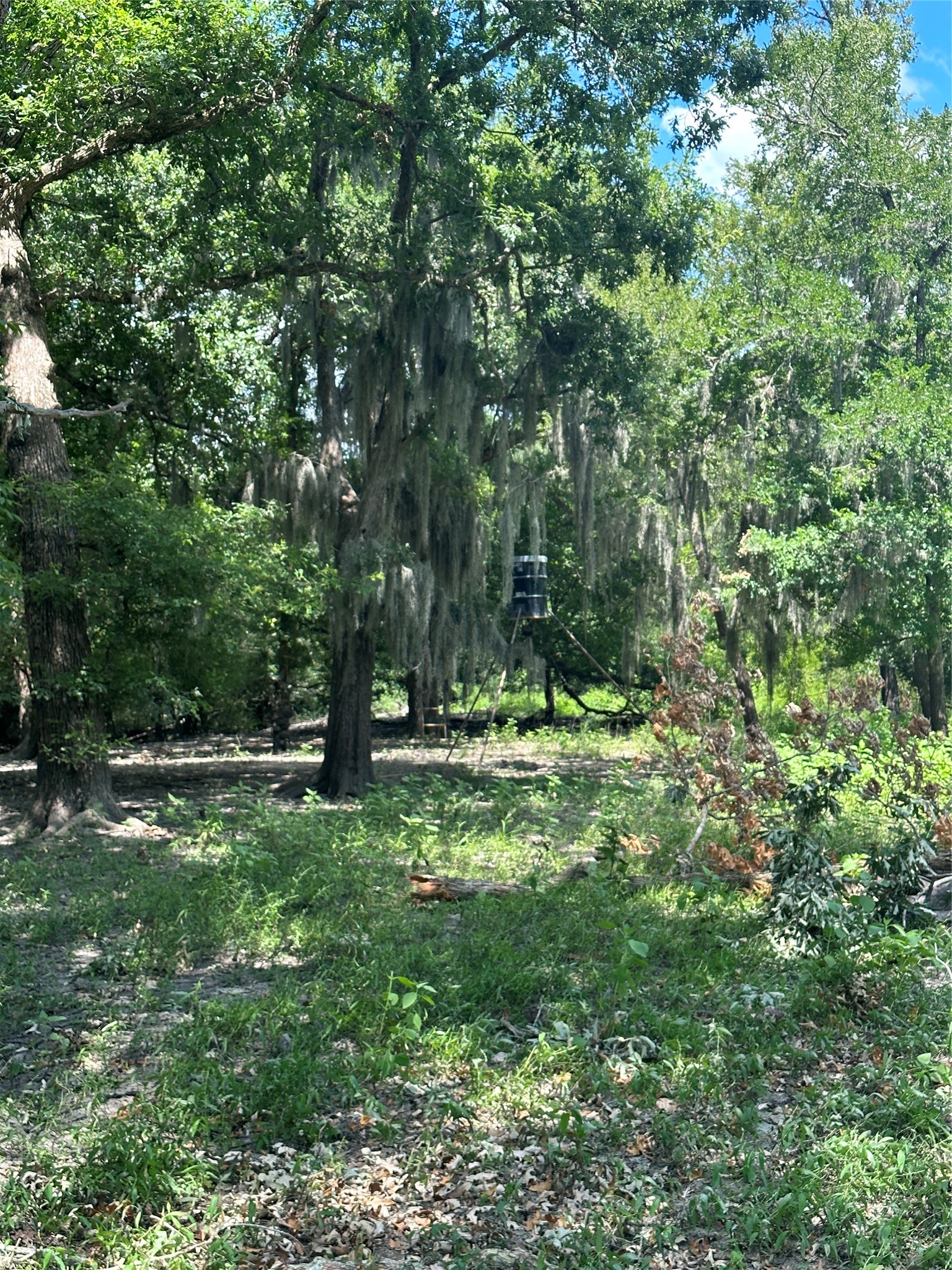 Tbd Navasota Ridge Road Property Photo 6