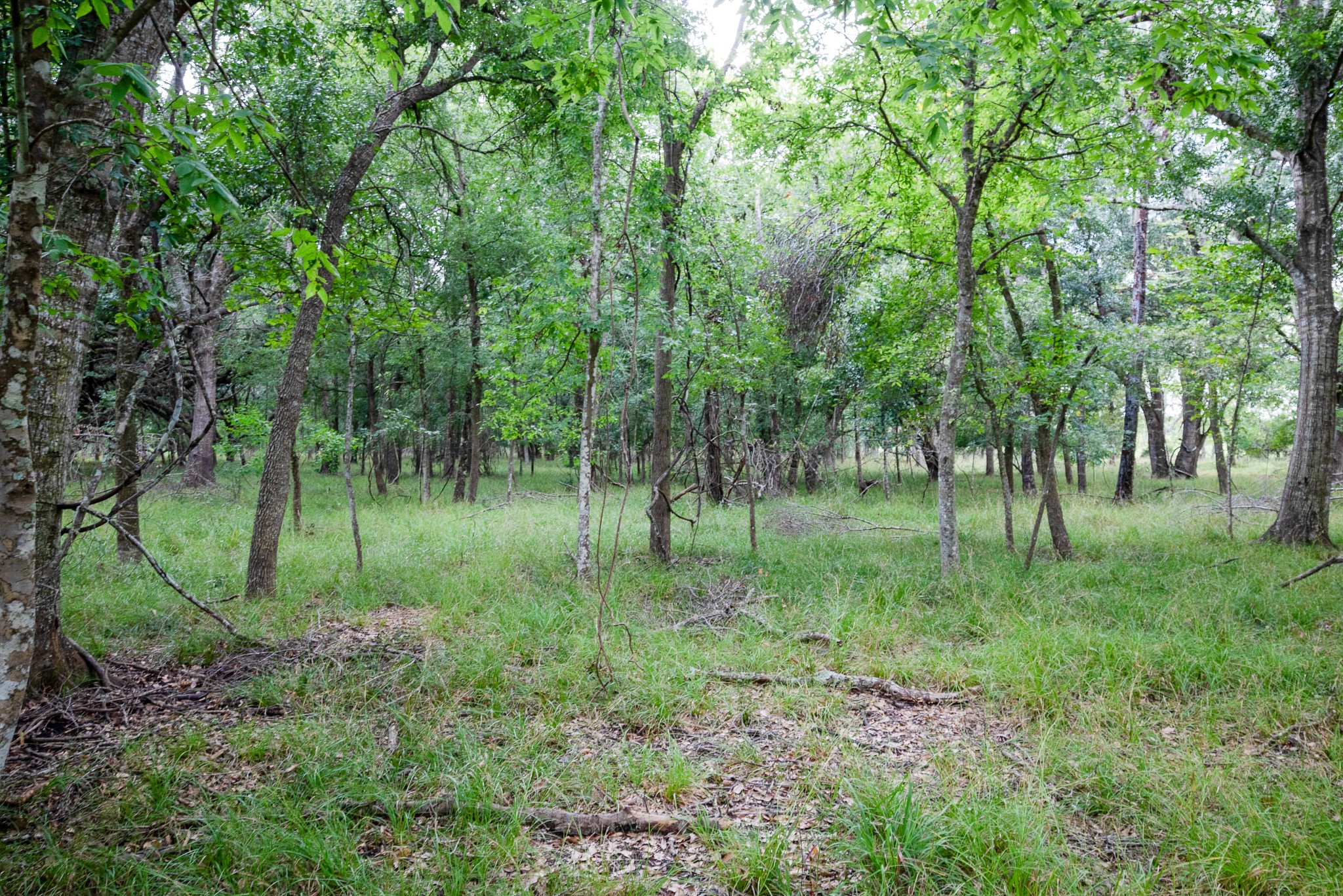 Tract 1 Charlie Meyer Road Property Photo 33
