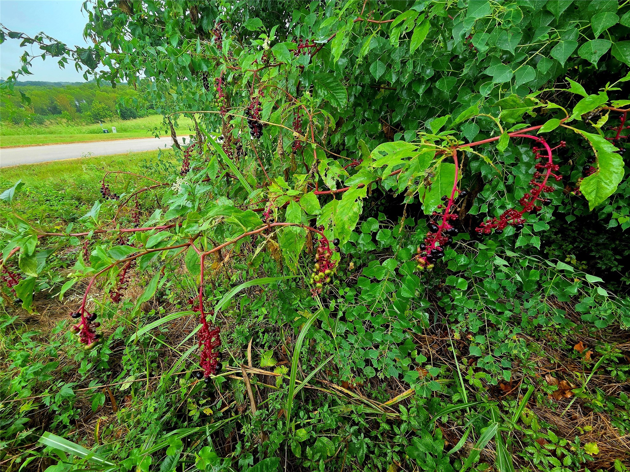Lot 113 Shore Crest Way Property Photo 18