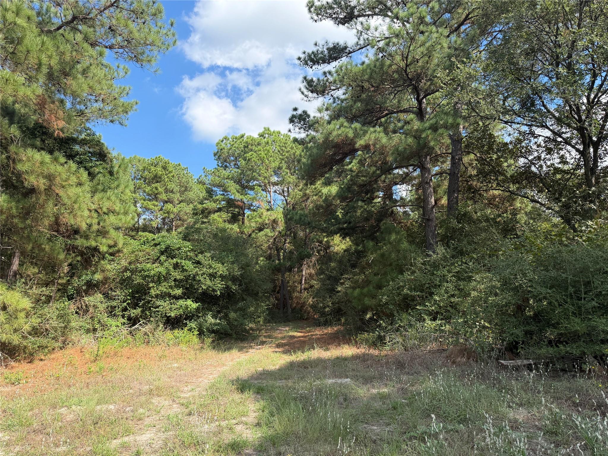 14234 Highway 90 N, Bedias Tx 77831 Property Photo 5