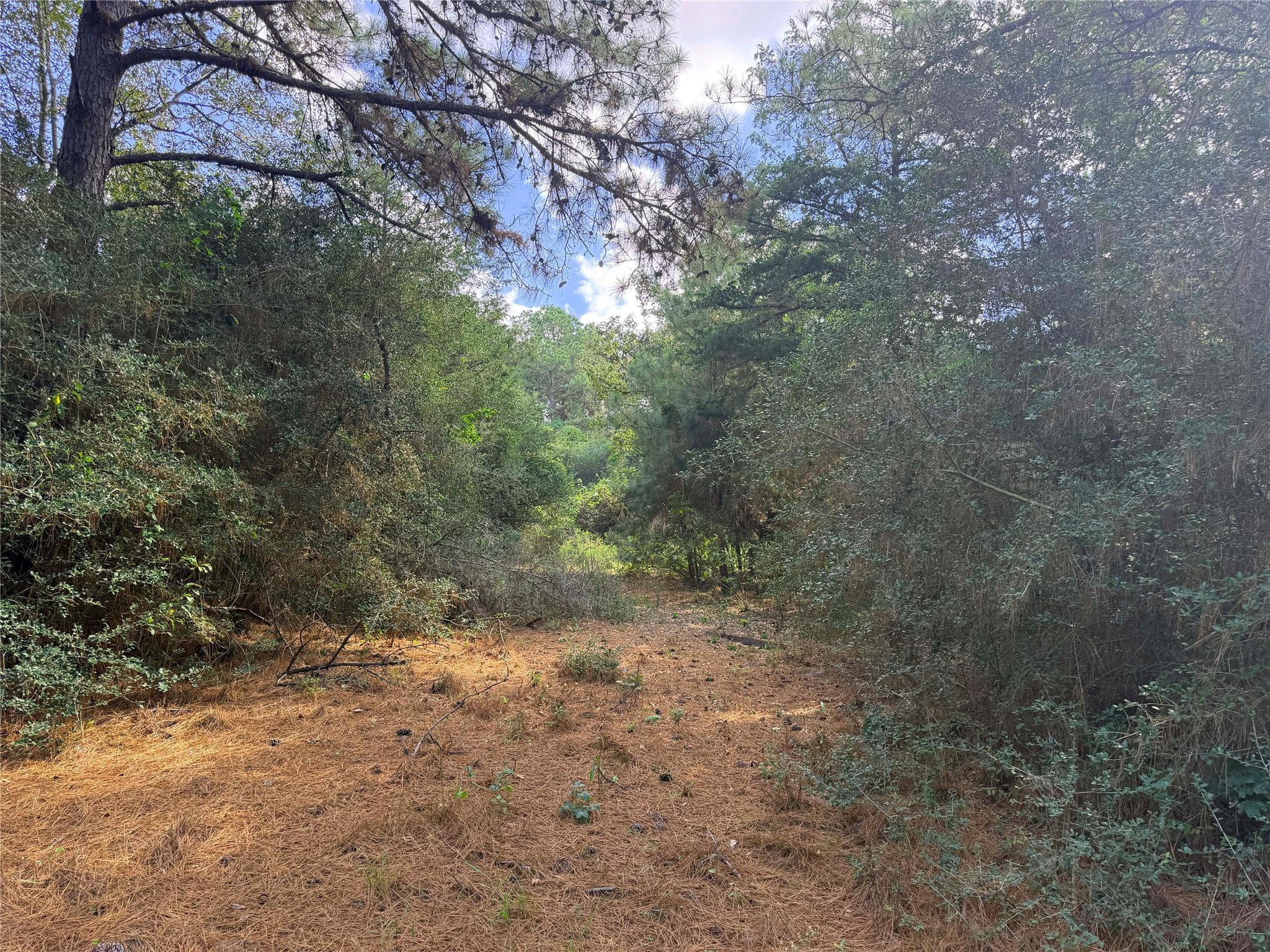 14234 Highway 90 N, Bedias Tx 77831 Property Photo 24
