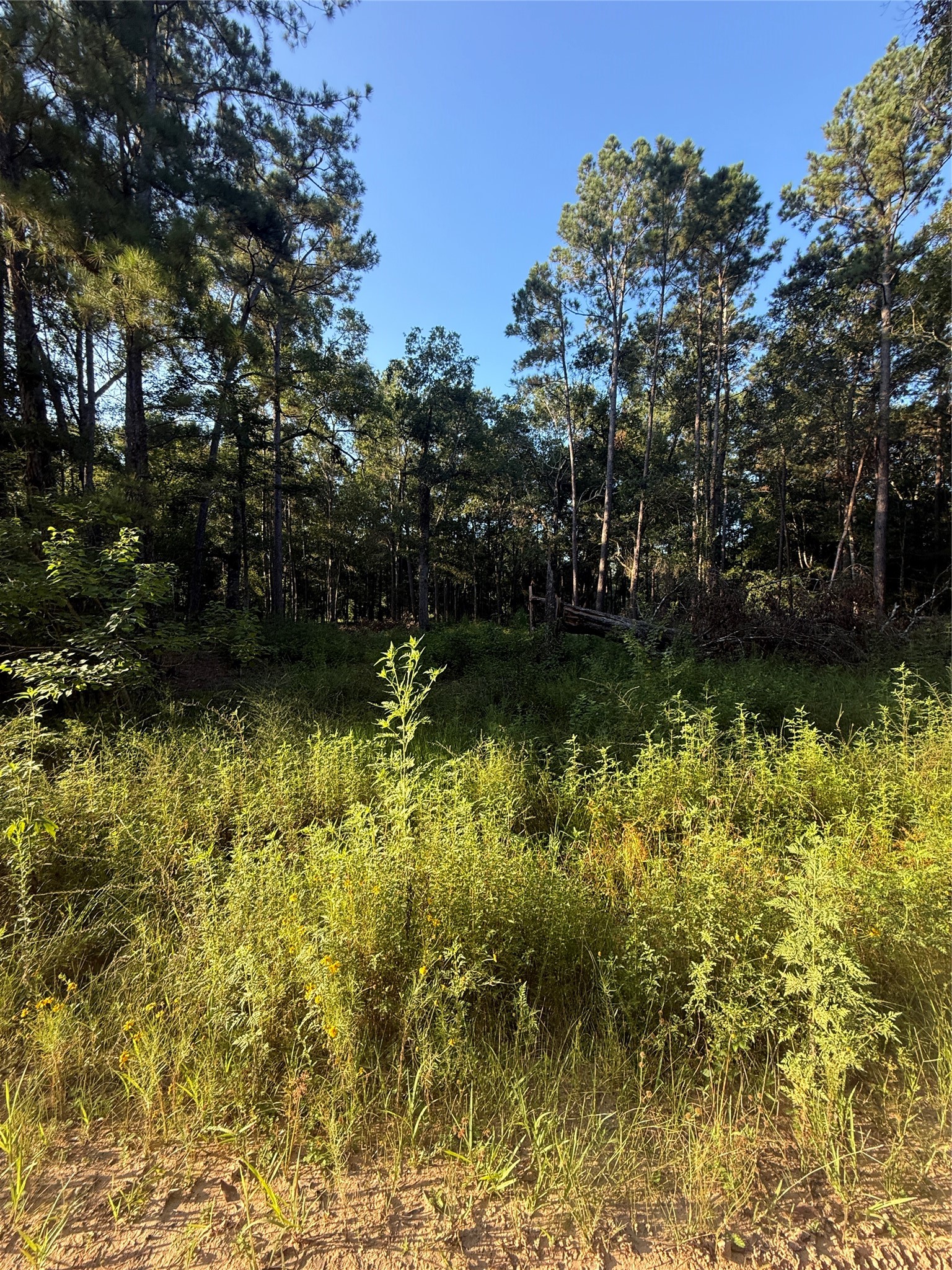 Tbd Charlie Pride Drive Property Photo 2