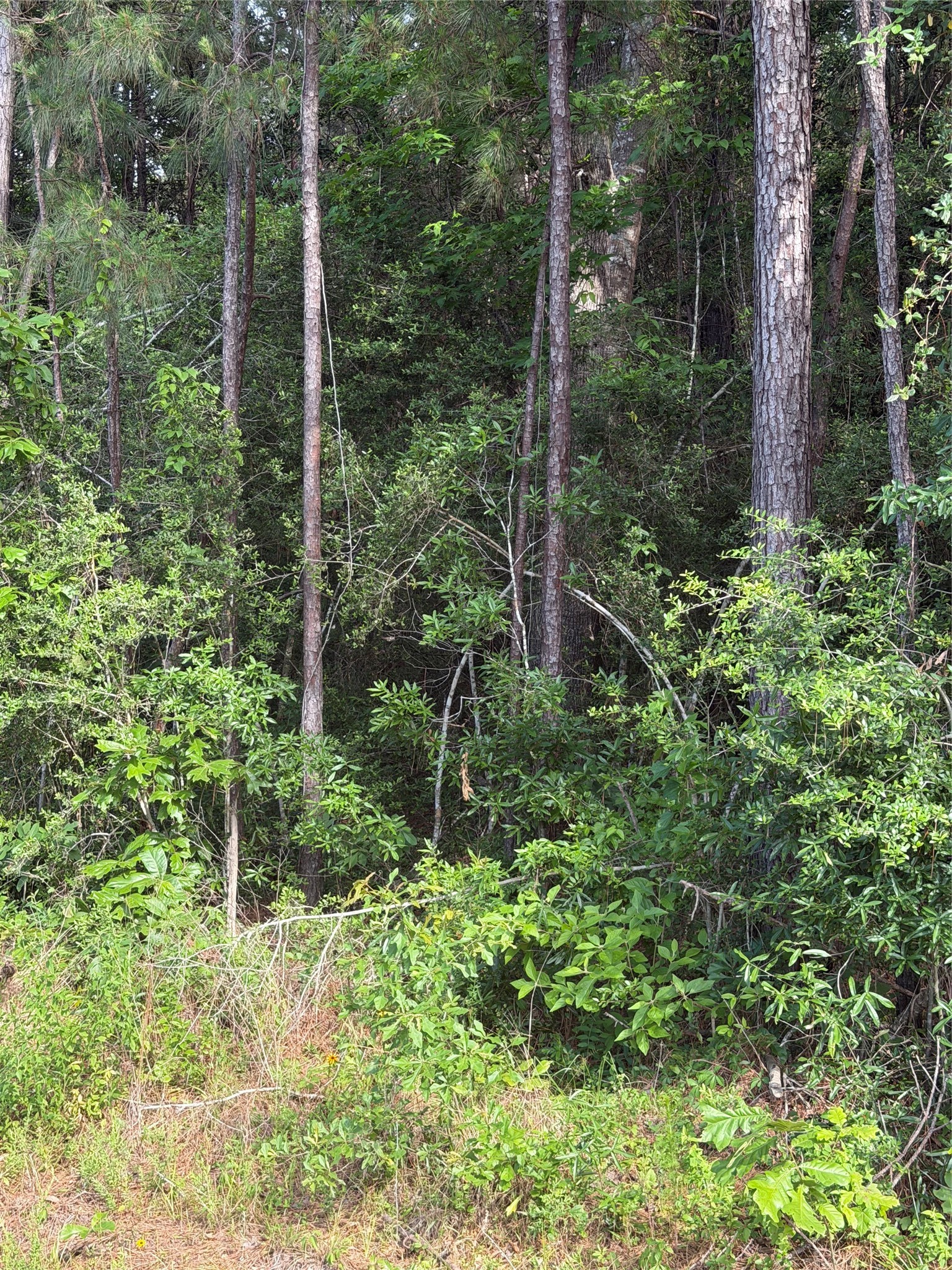 Tbd Fm 1127 Road Property Photo 4