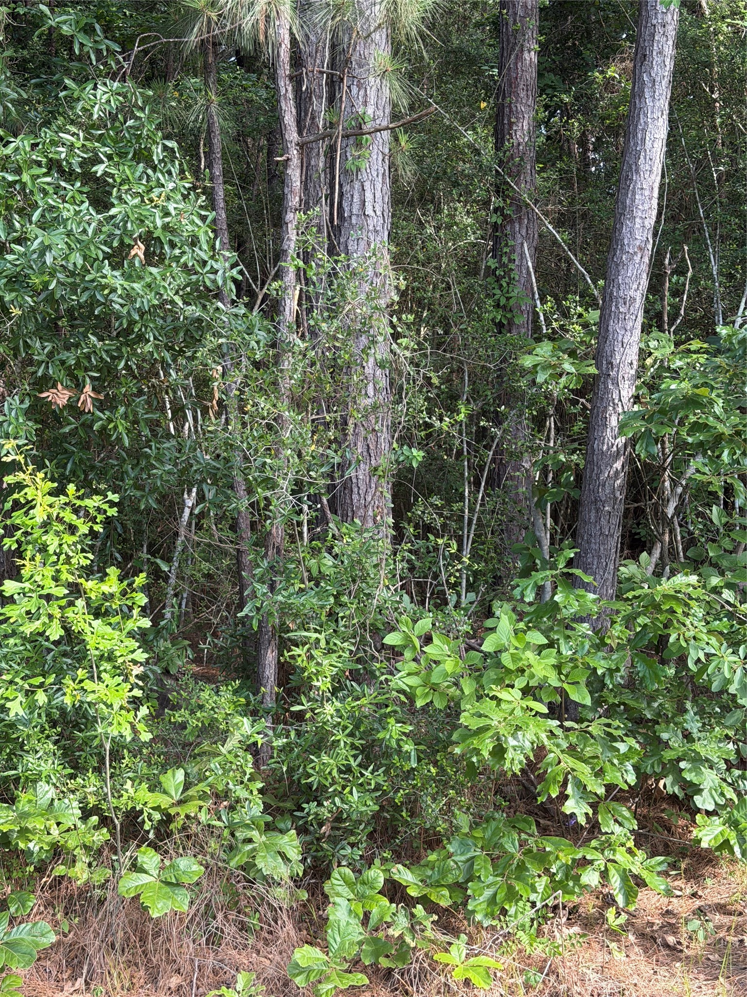 Tbd Fm 1127 Road Property Photo 5