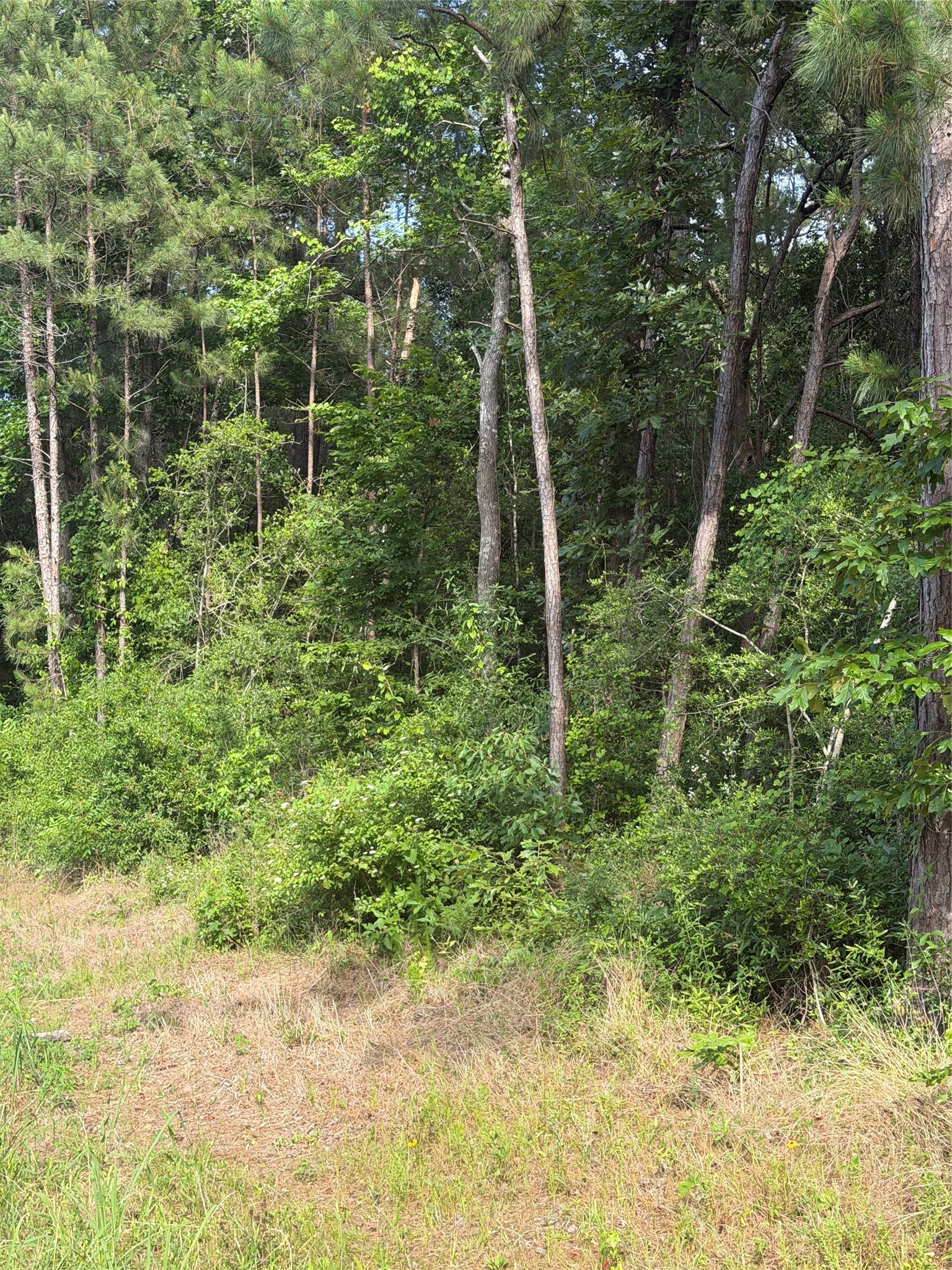 Tbd Fm 1127 Road Property Photo 6