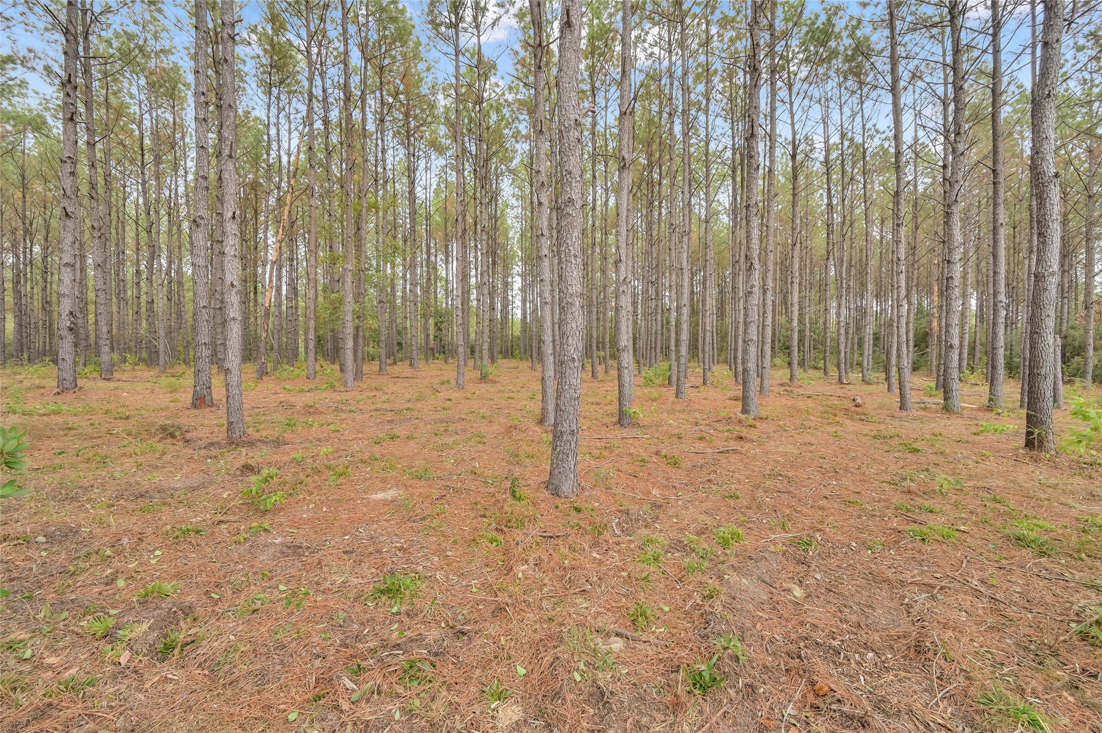 12801 Oak Barrel Road Property Photo 6
