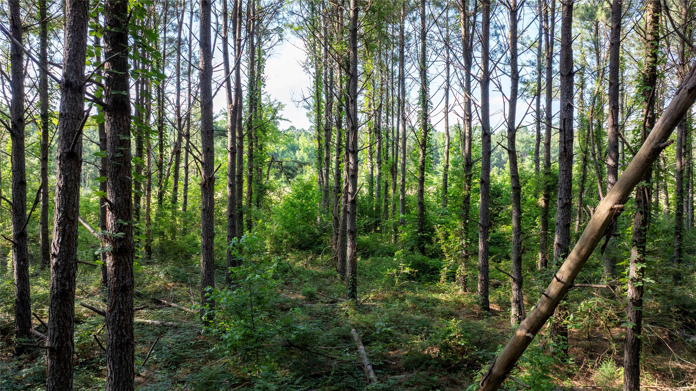 Lot#1 County Road 837 Property Photo 4