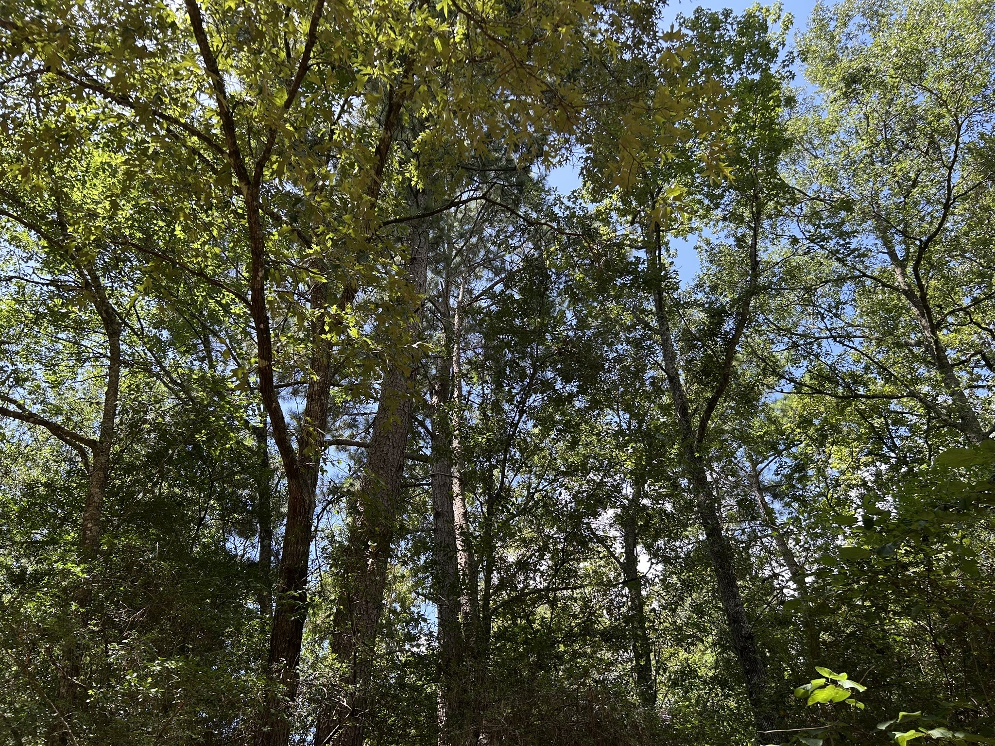 87 Townley Ranch Road Property Photo 43