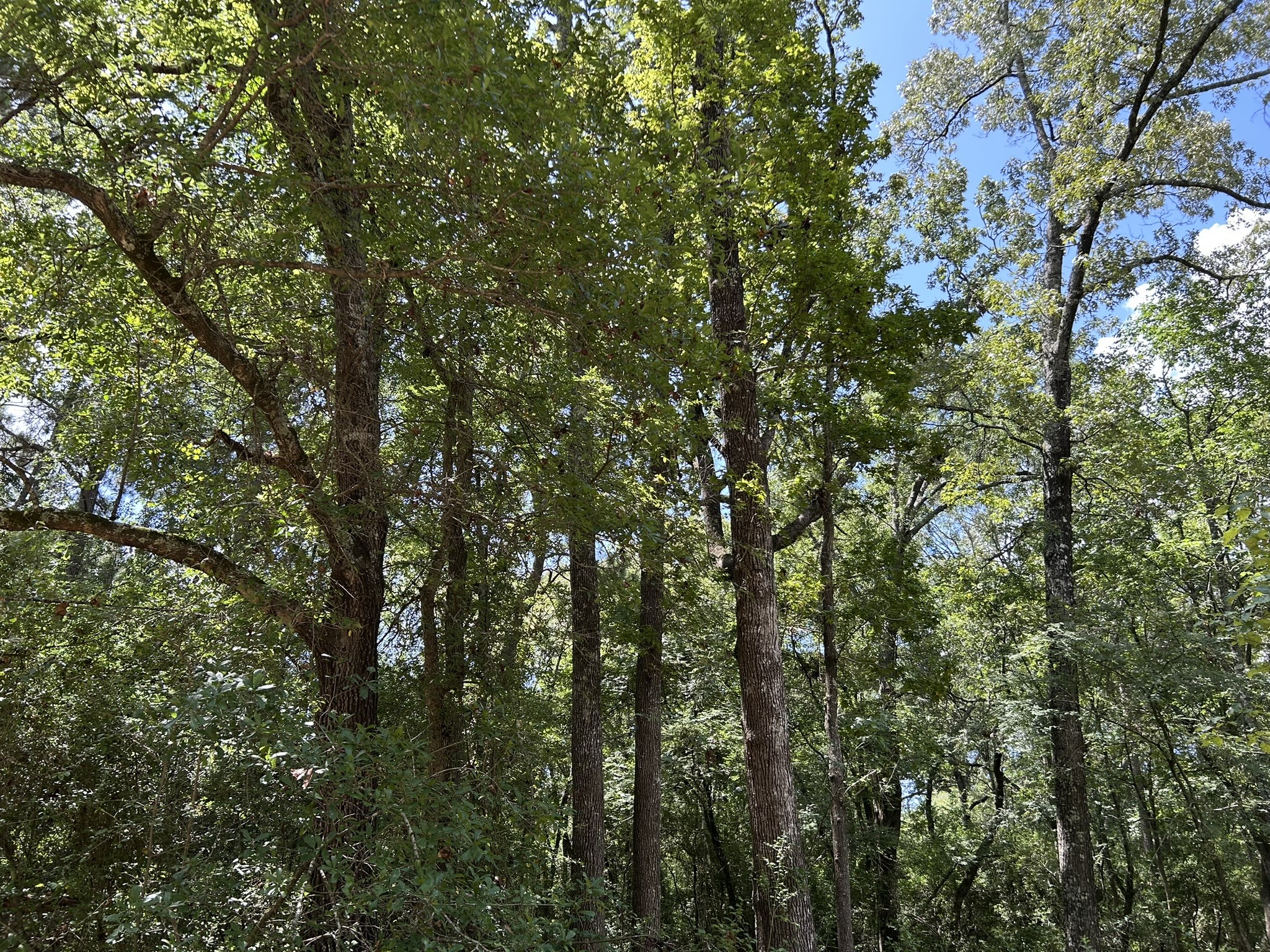 87 Townley Ranch Road Property Photo 44