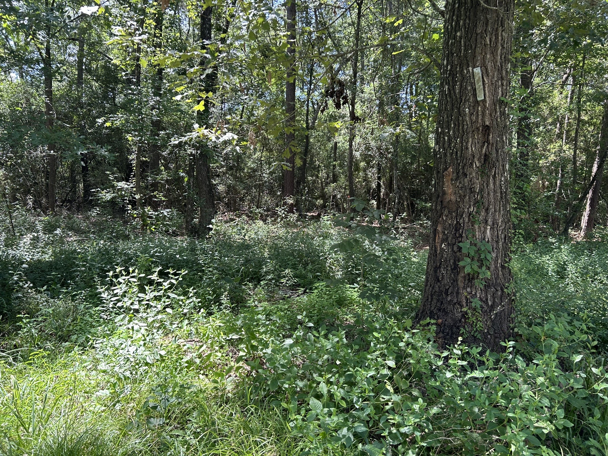 87 Townley Ranch Road Property Photo 46