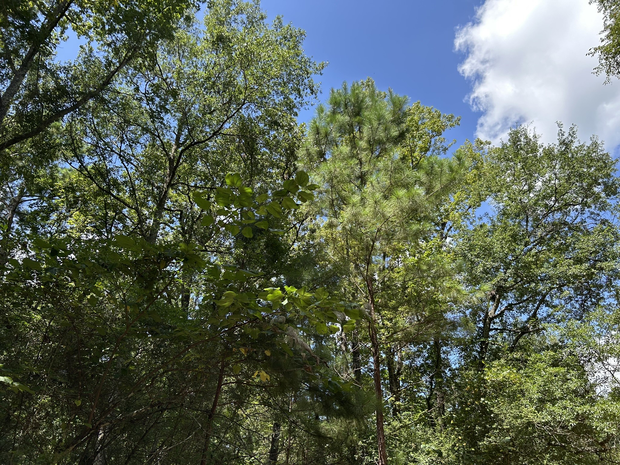 87 Townley Ranch Road Property Photo 48