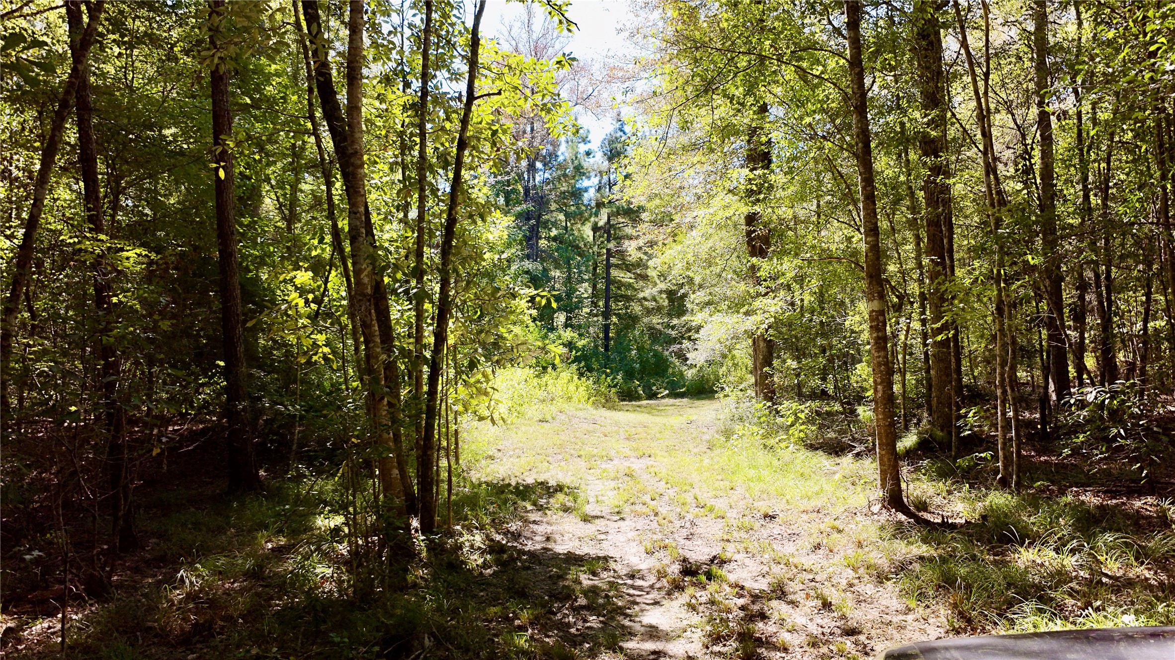 Tbd County Road 1058 Property Photo 4