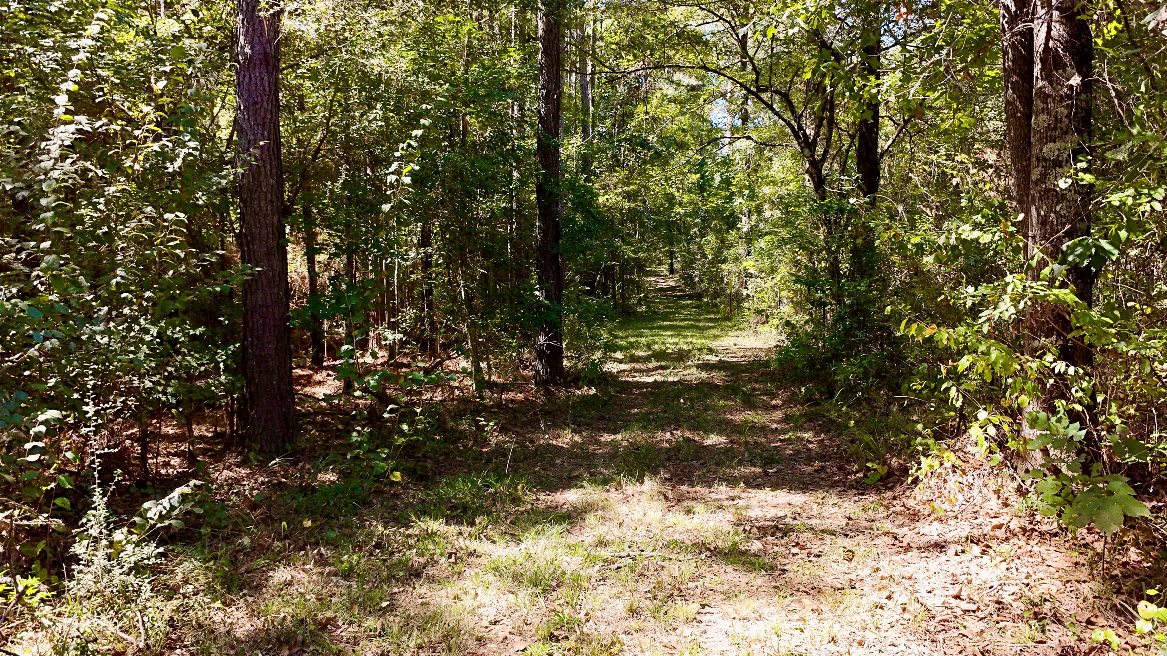 Tbd County Road 1058 Property Photo 5