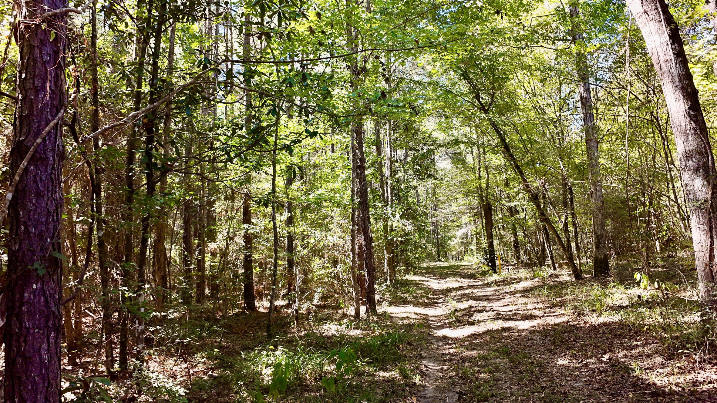 Tbd County Road 1058 Property Photo 6