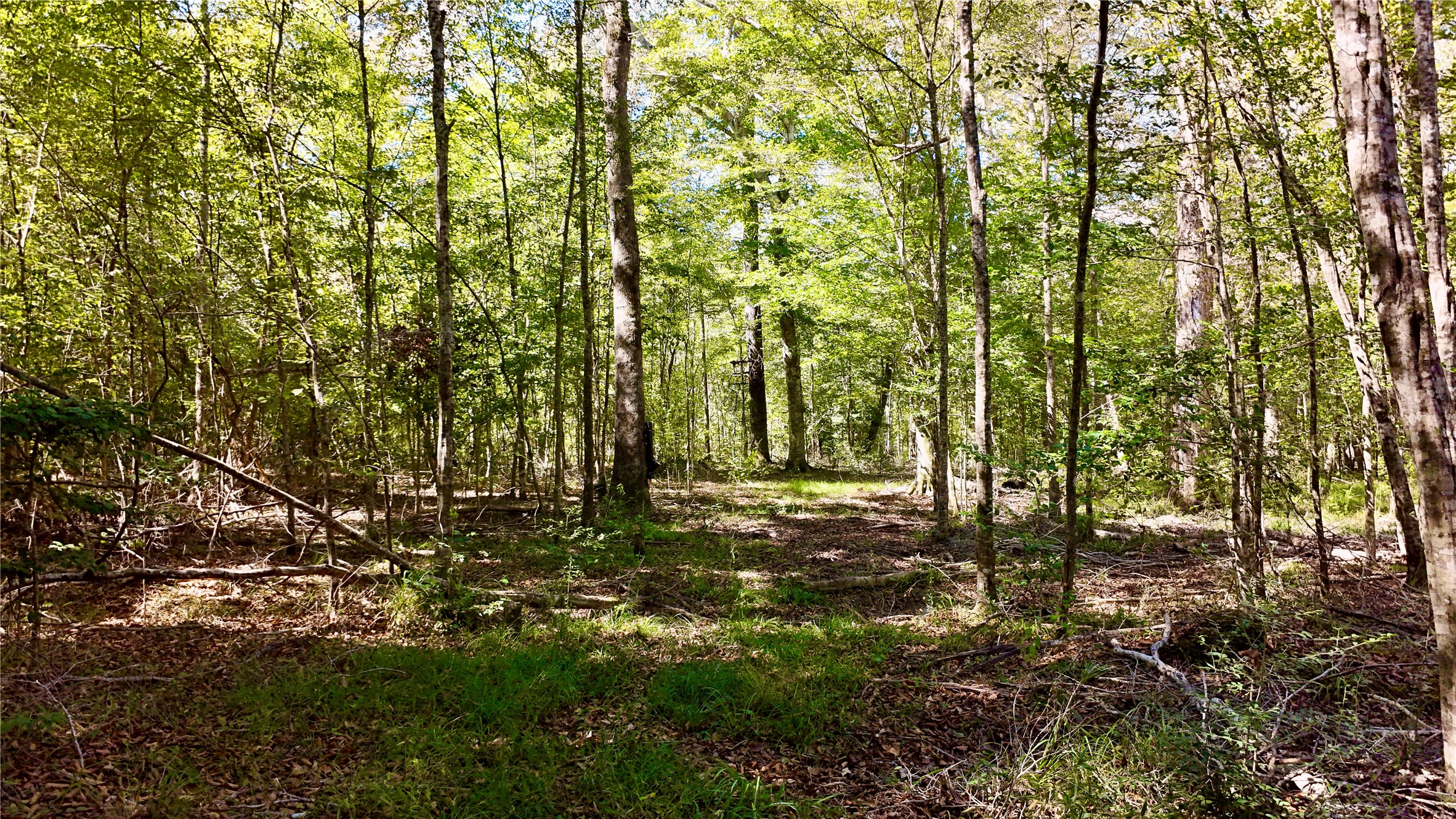 Tbd County Road 1058 Property Photo 7