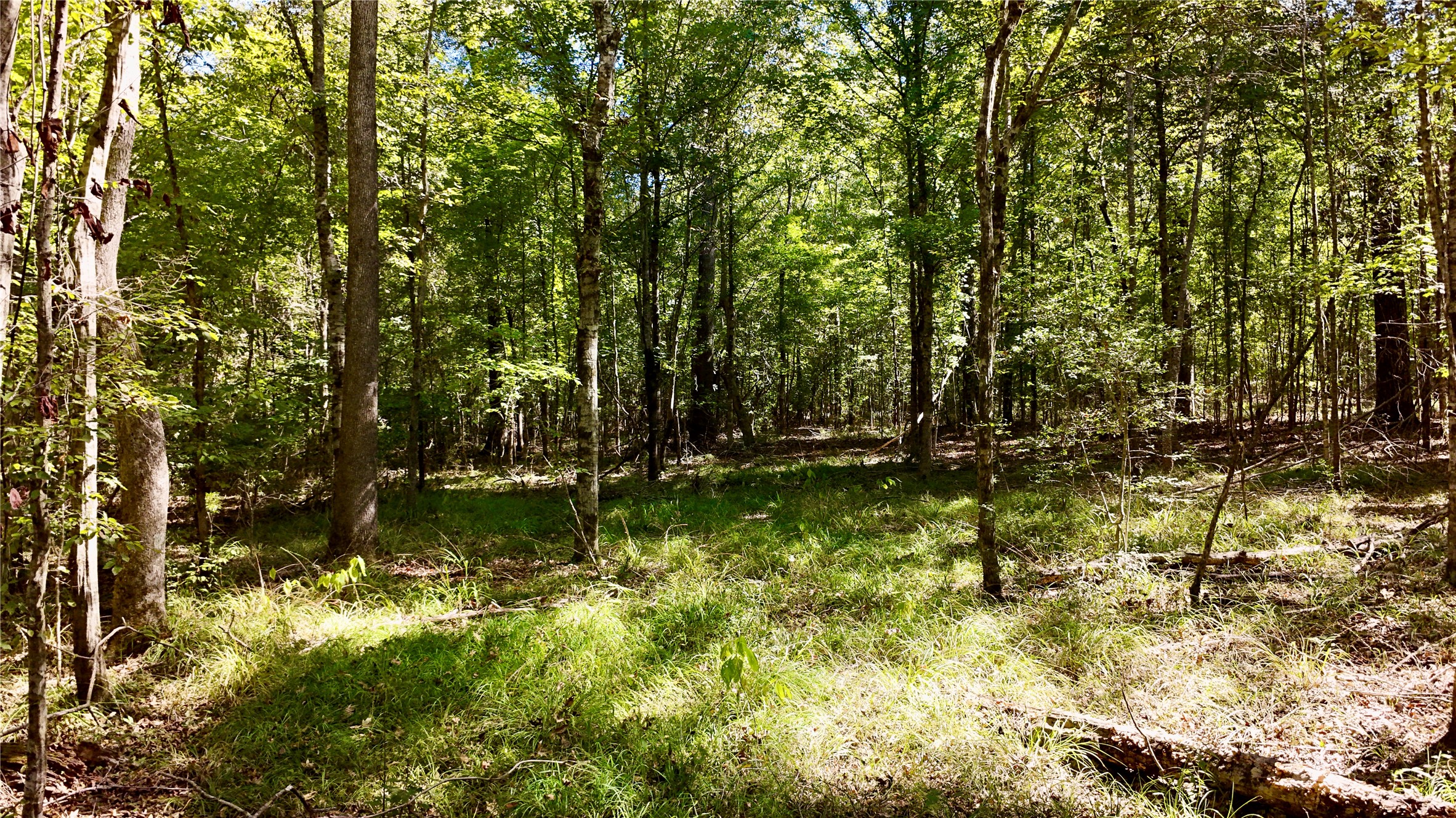 Tbd County Road 1058 Property Photo 14