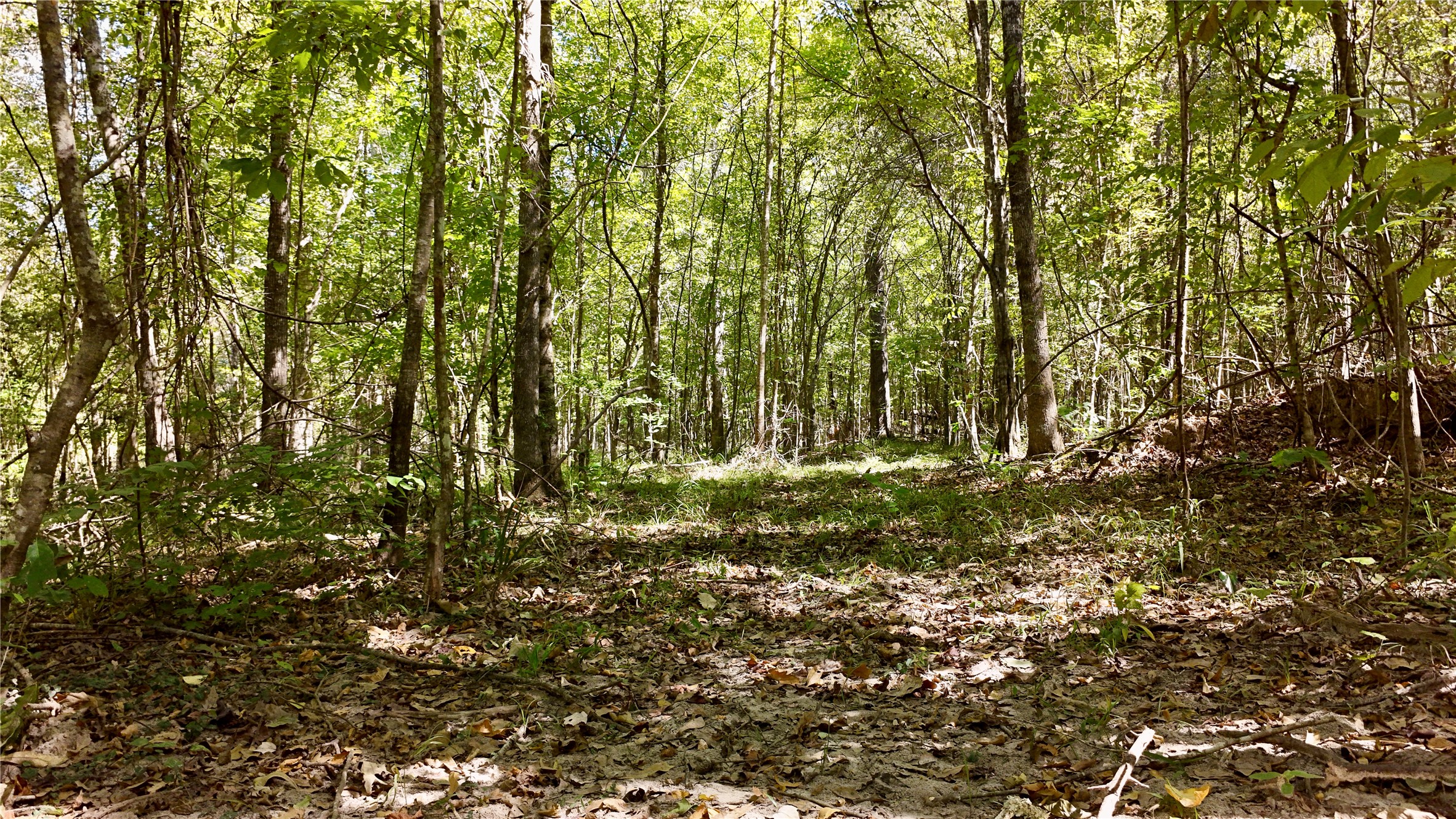 Tbd County Road 1058 Property Photo 24