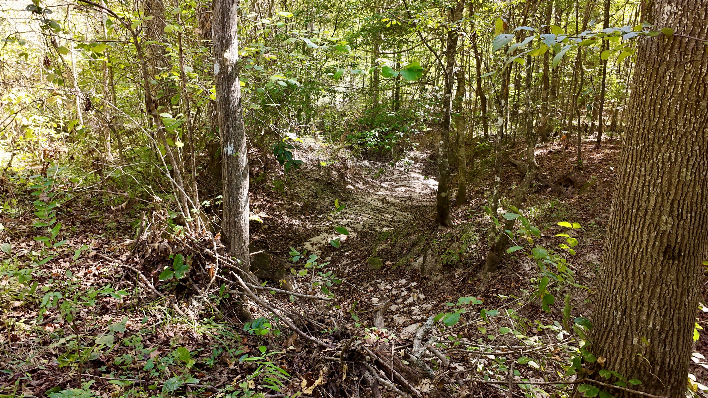 Tbd County Road 1058 Property Photo 28