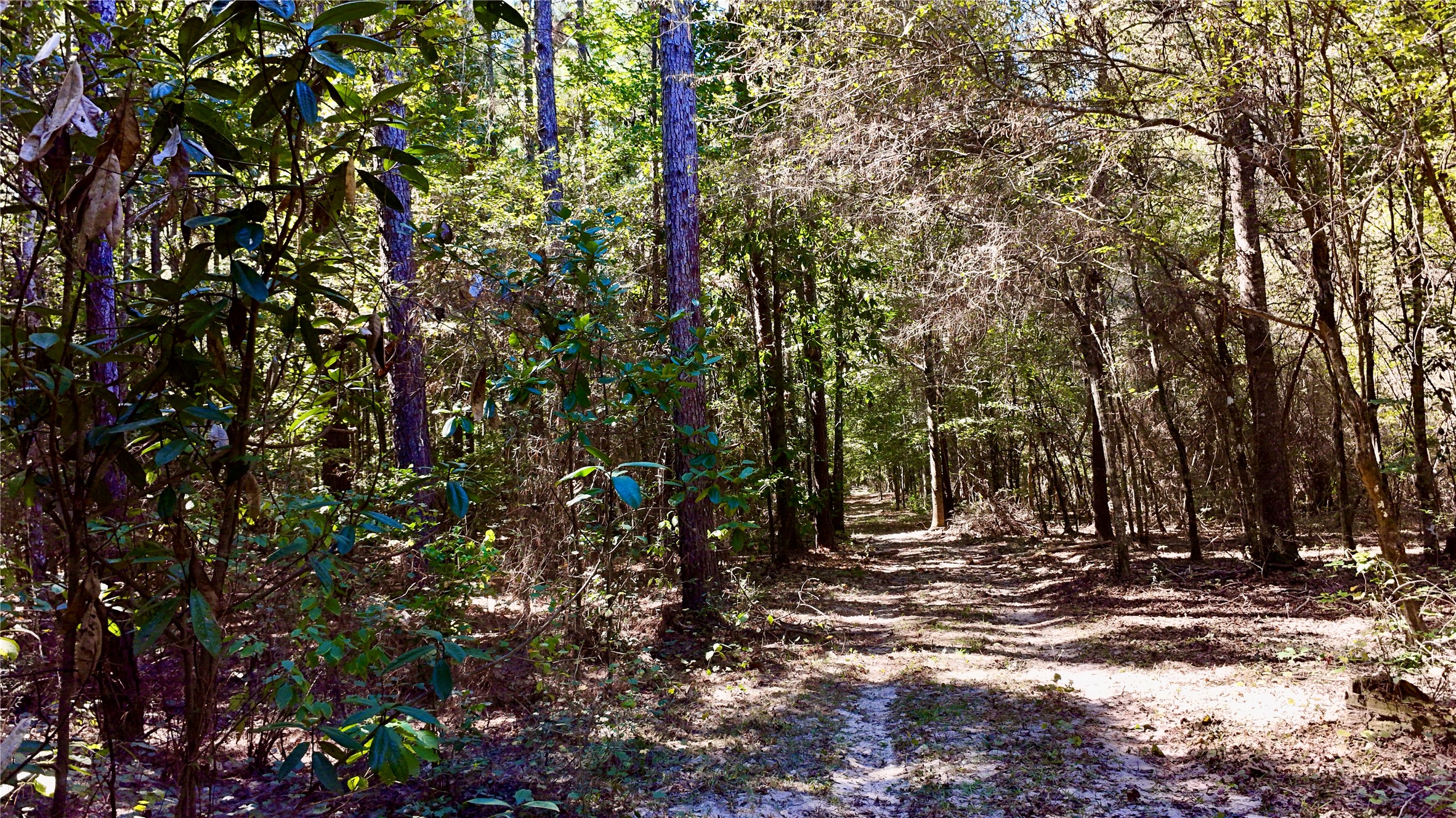 Tbd County Road 1058 Property Photo 42