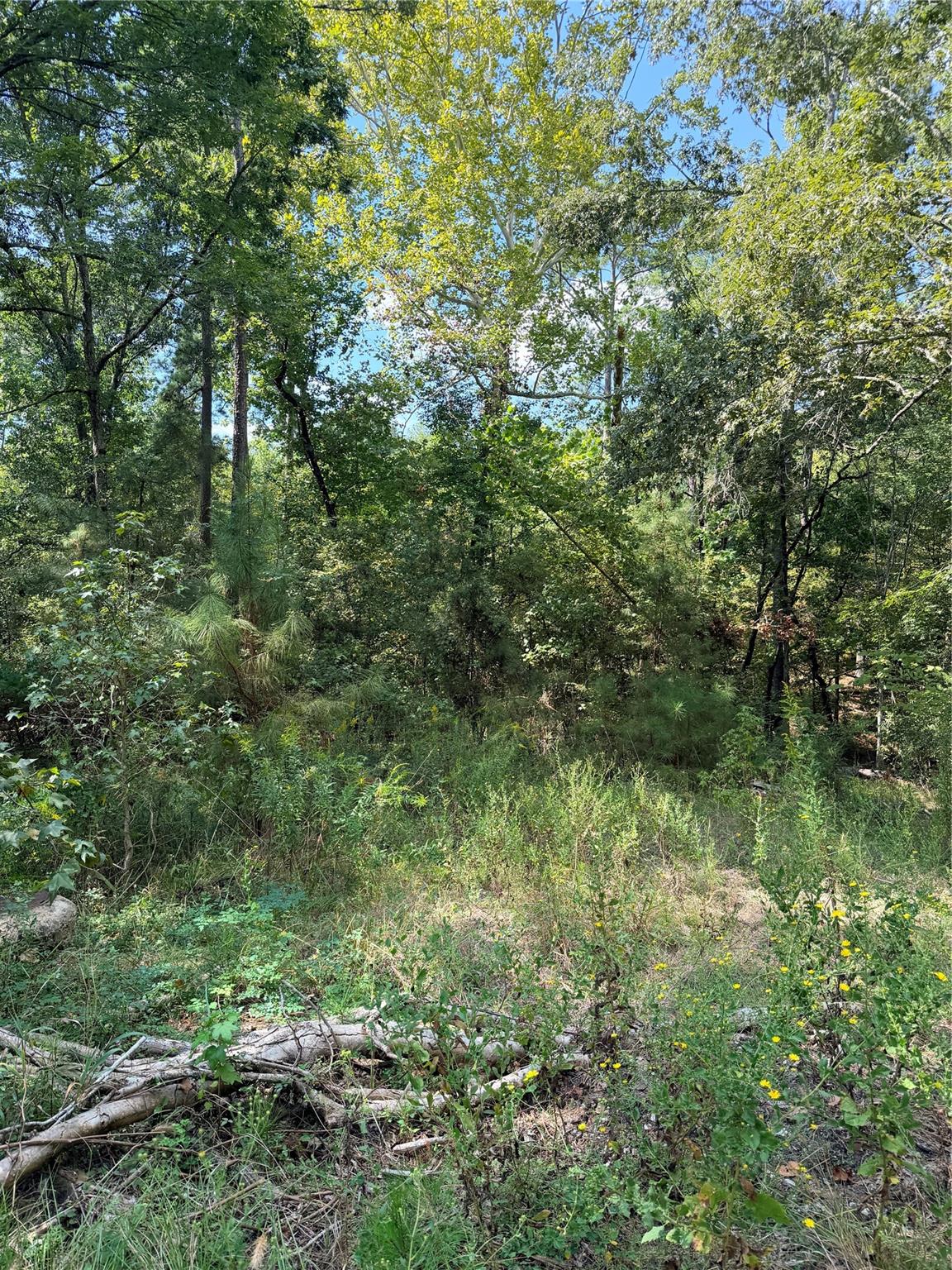 Tbd Honeysuckle, Lot 10, Livingston Tx 77351 Property Photo 1