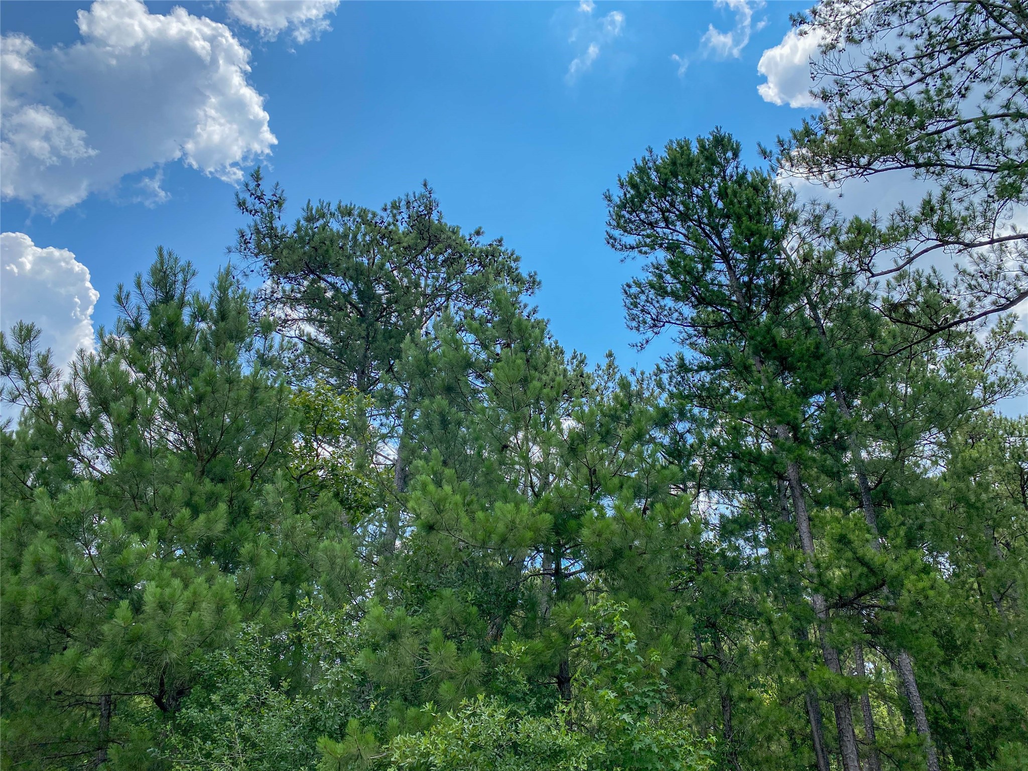 0 Us Hwy 59 Property Photo 4
