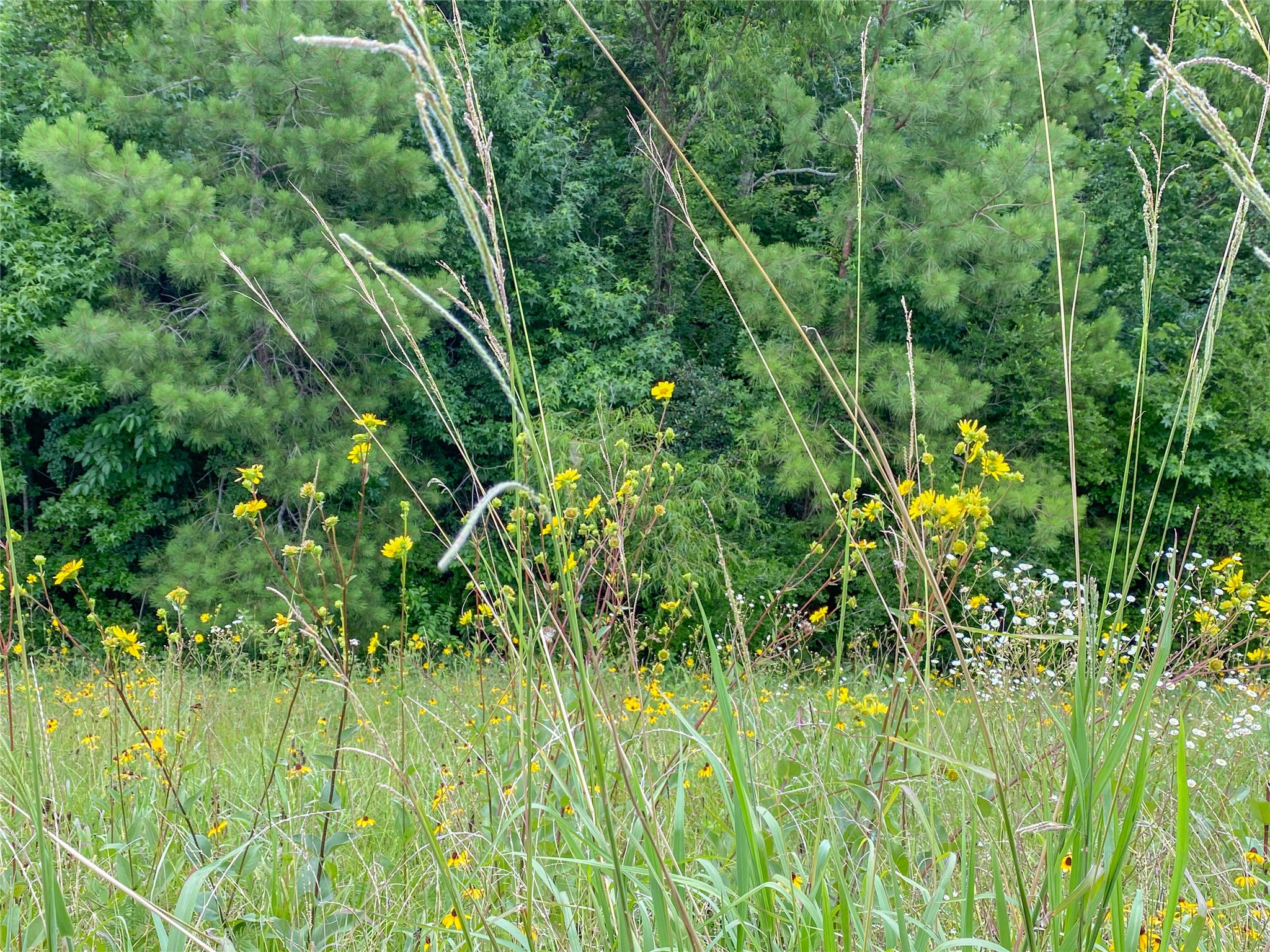 0 Us Hwy 59 Property Photo 5
