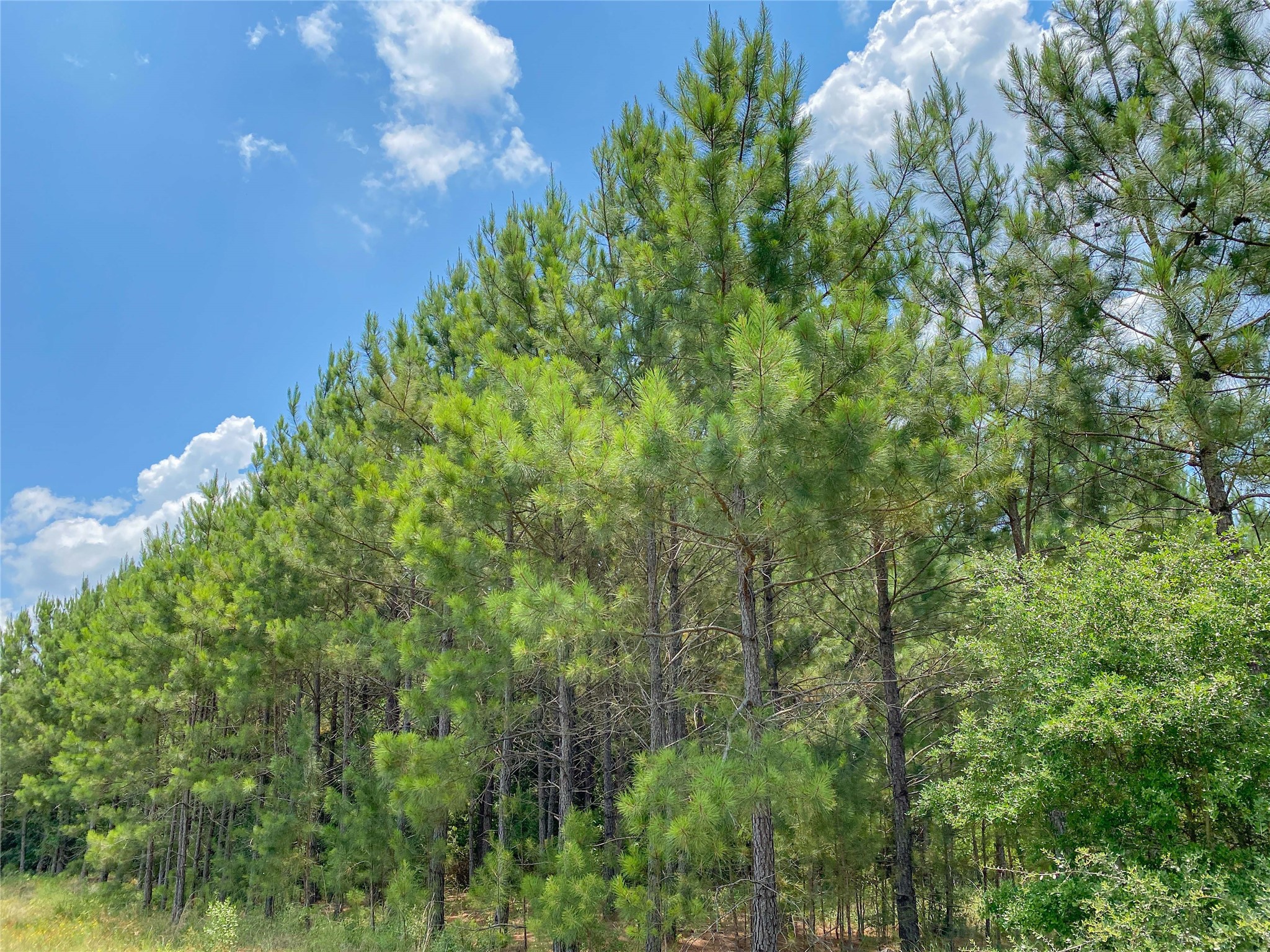 0 Us Hwy 59 Property Photo 15