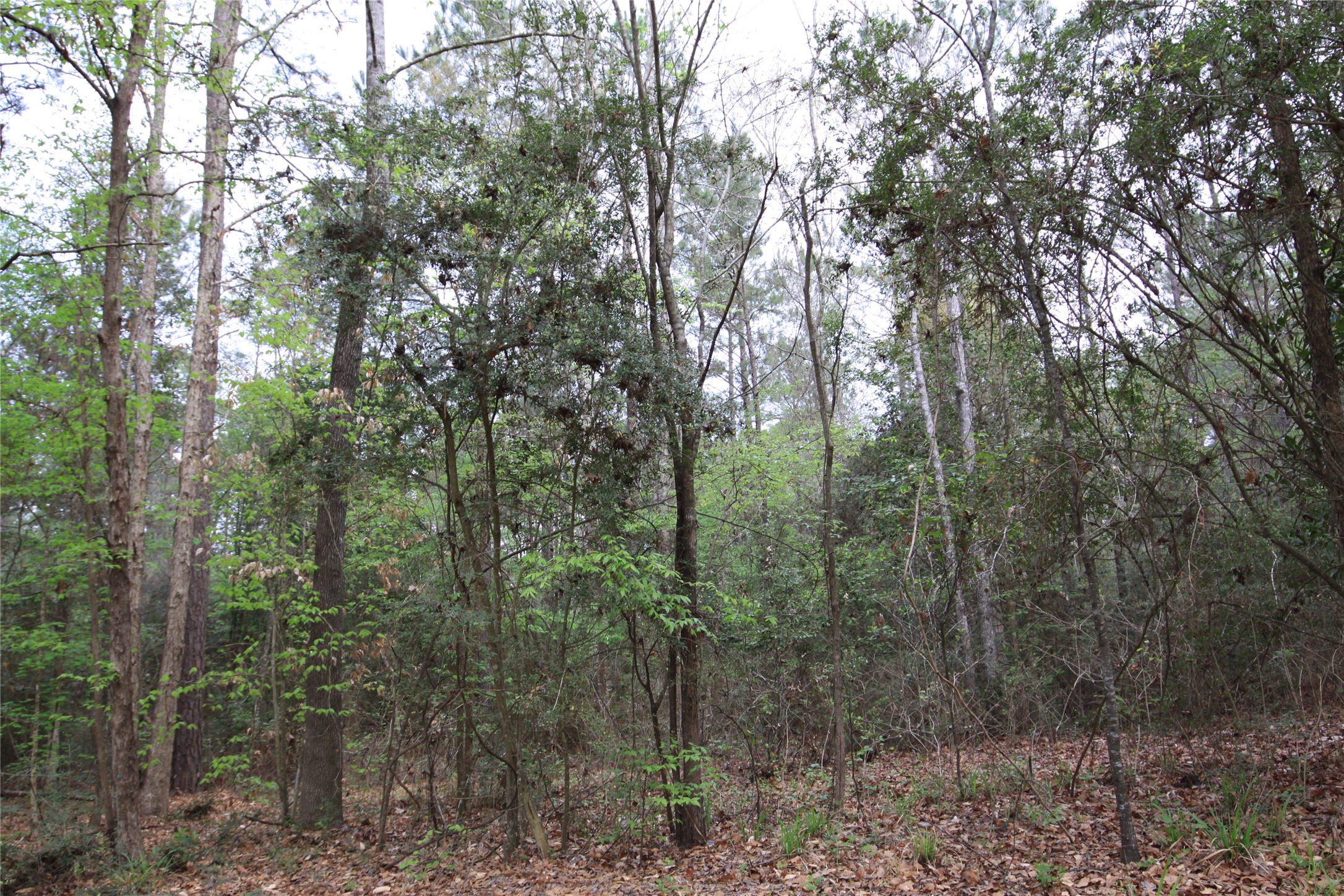 Tbd Cr 3160 Property Photo 6