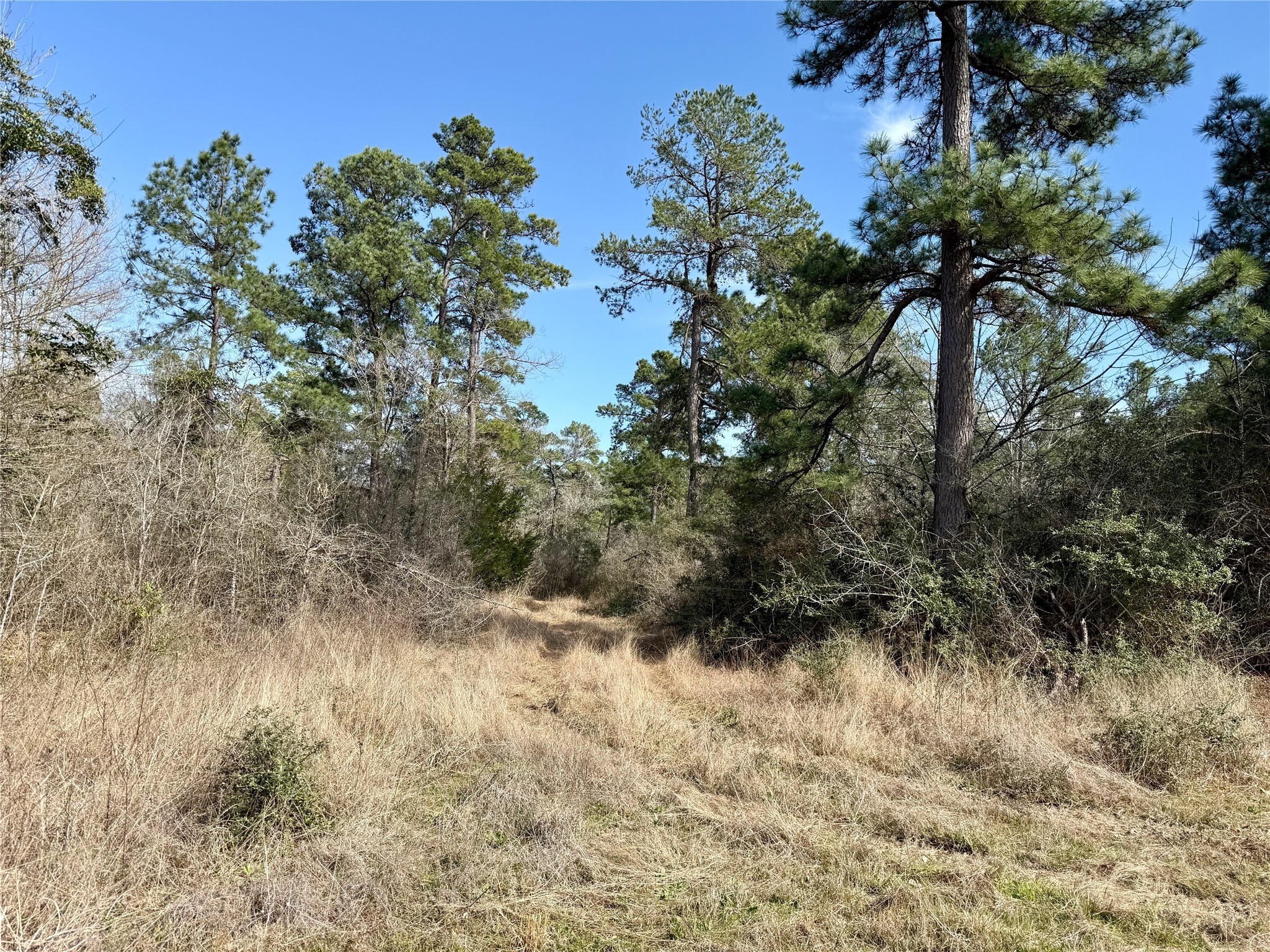 10+/- Acres Round Prairie Rd Property Photo 13
