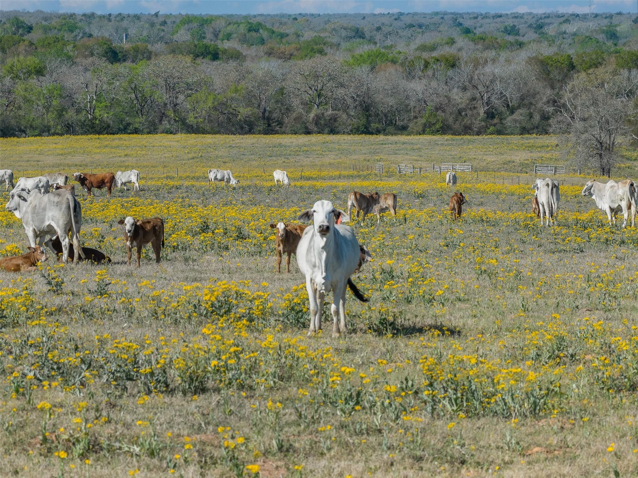 1580 County Road 377, Caldwell Tx 77836 Property Photo 43