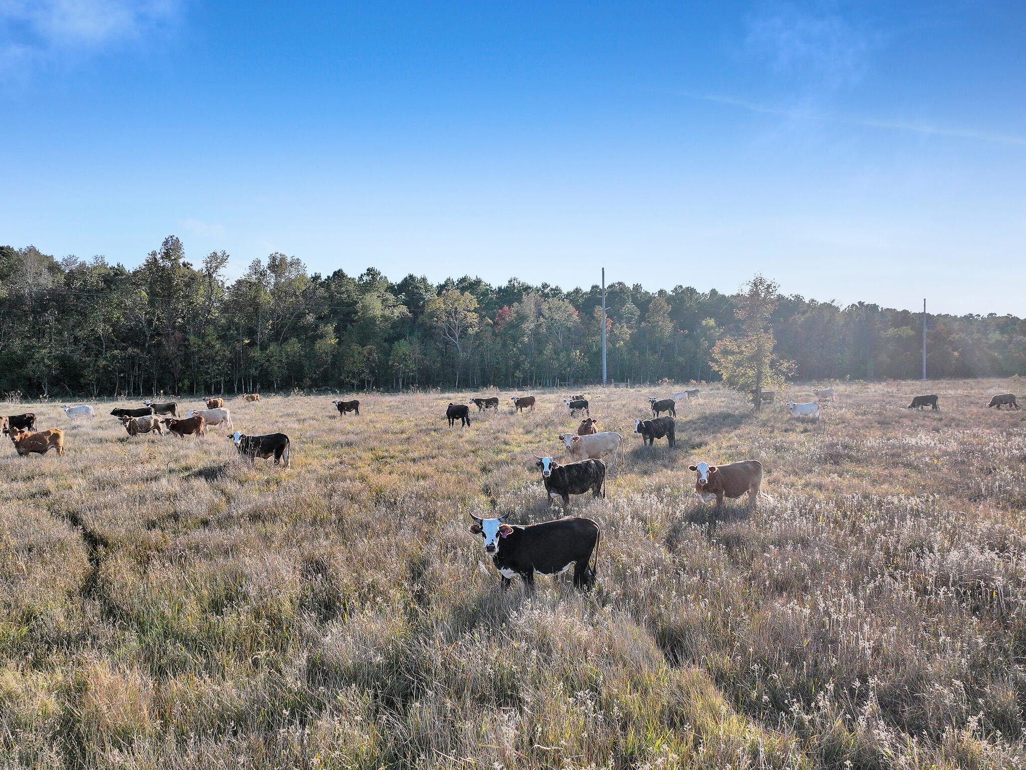 Tbd County Road 2058 Property Photo 16