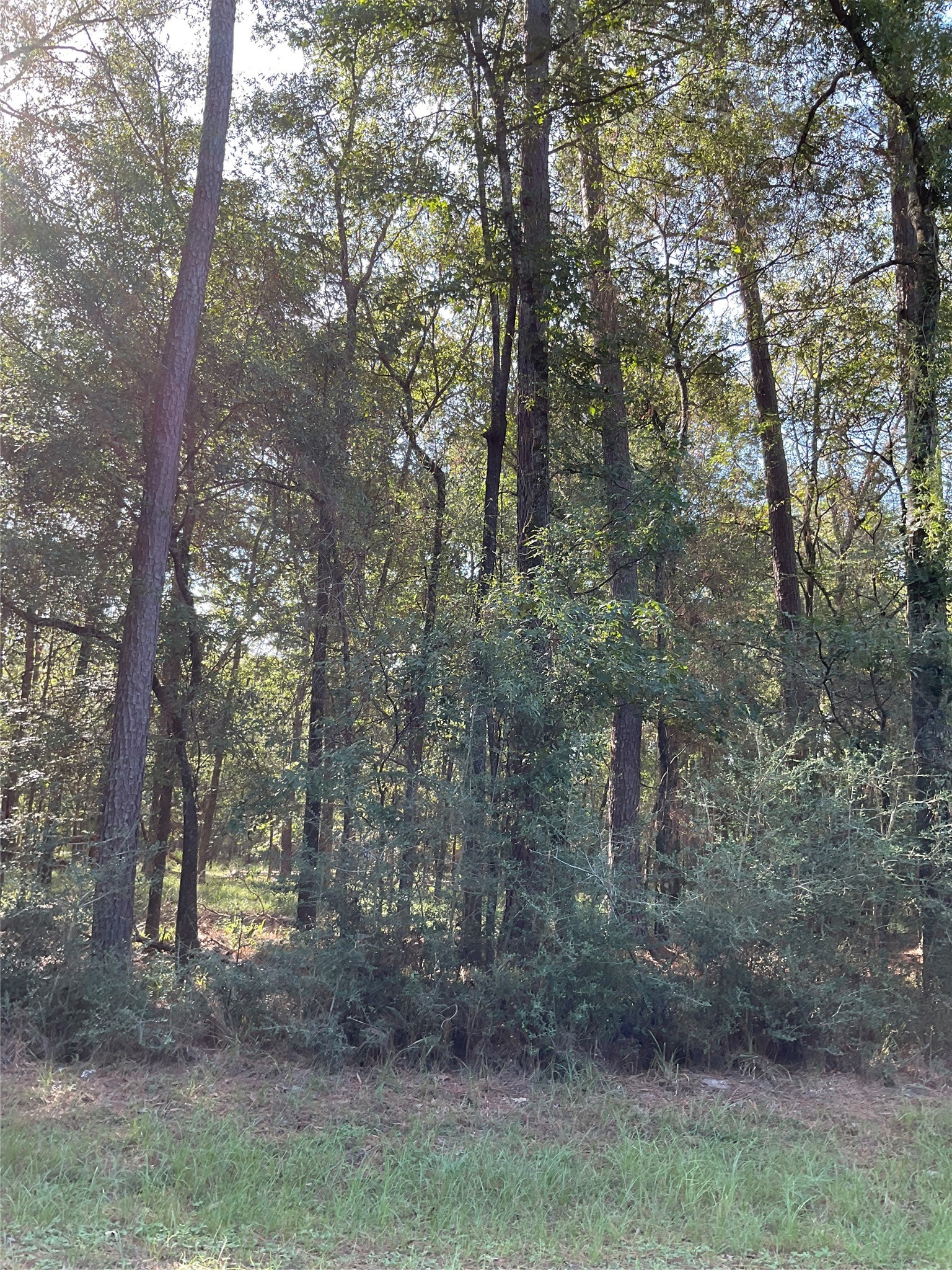7 Cedar Springs Property Photo 8