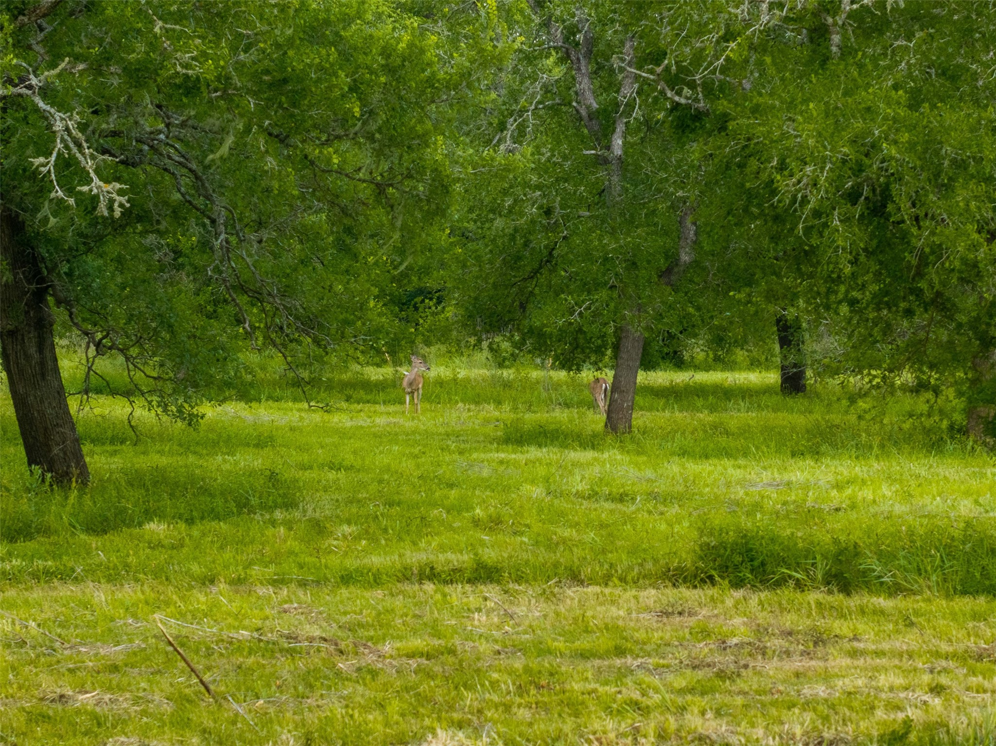 4503 Sulphur Springs Road Property Photo 14