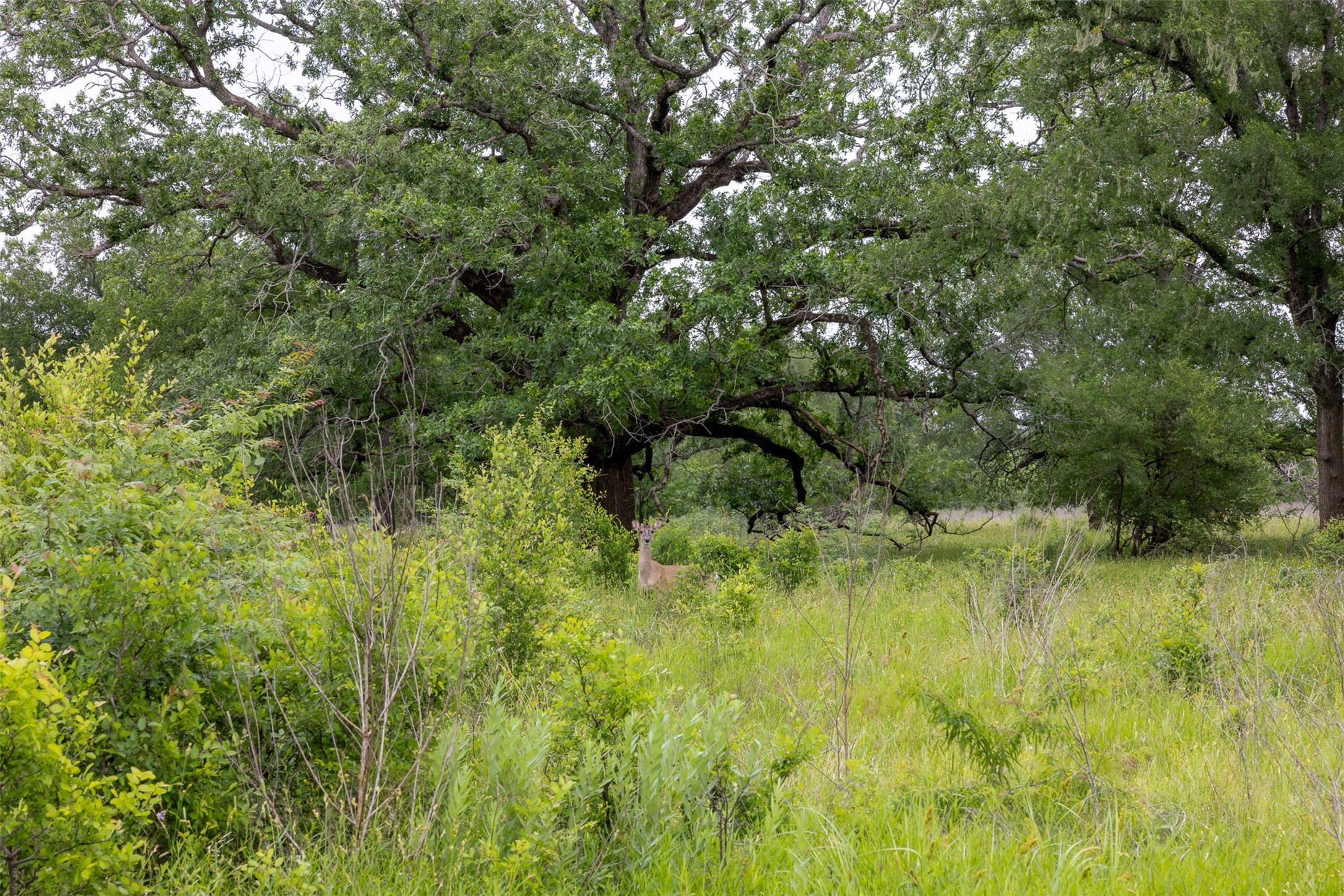 4503 Sulphur Springs Road Property Photo 29