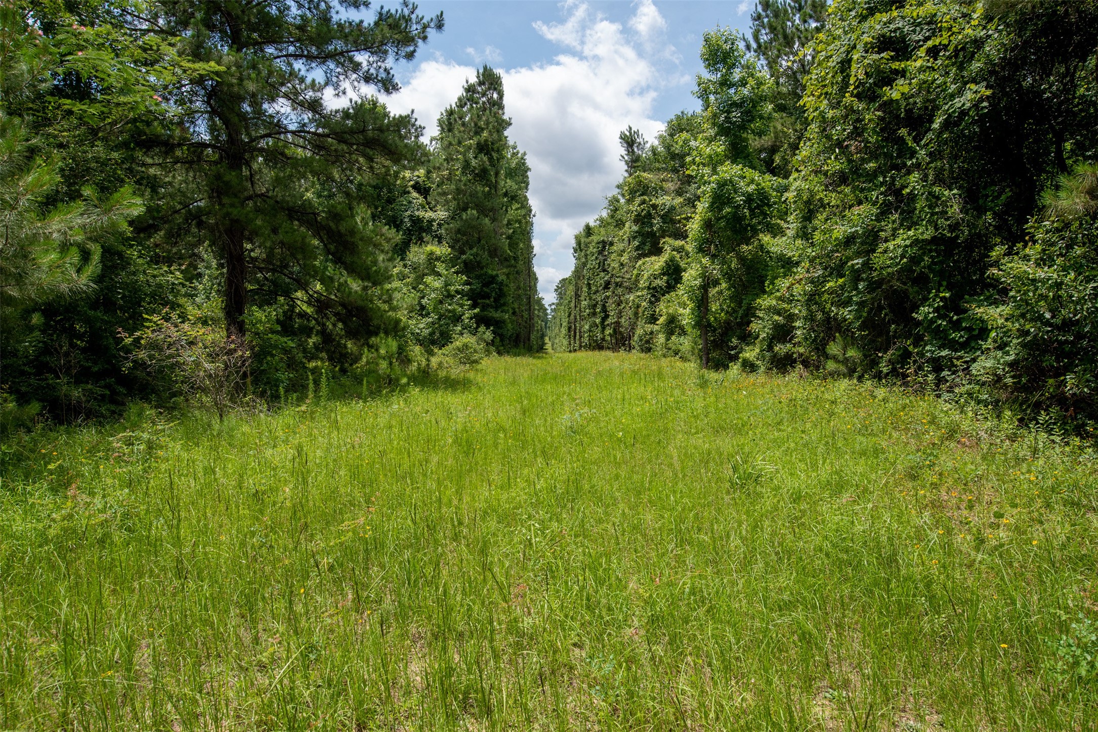 Tbd County Road 2150 Property Photo 3